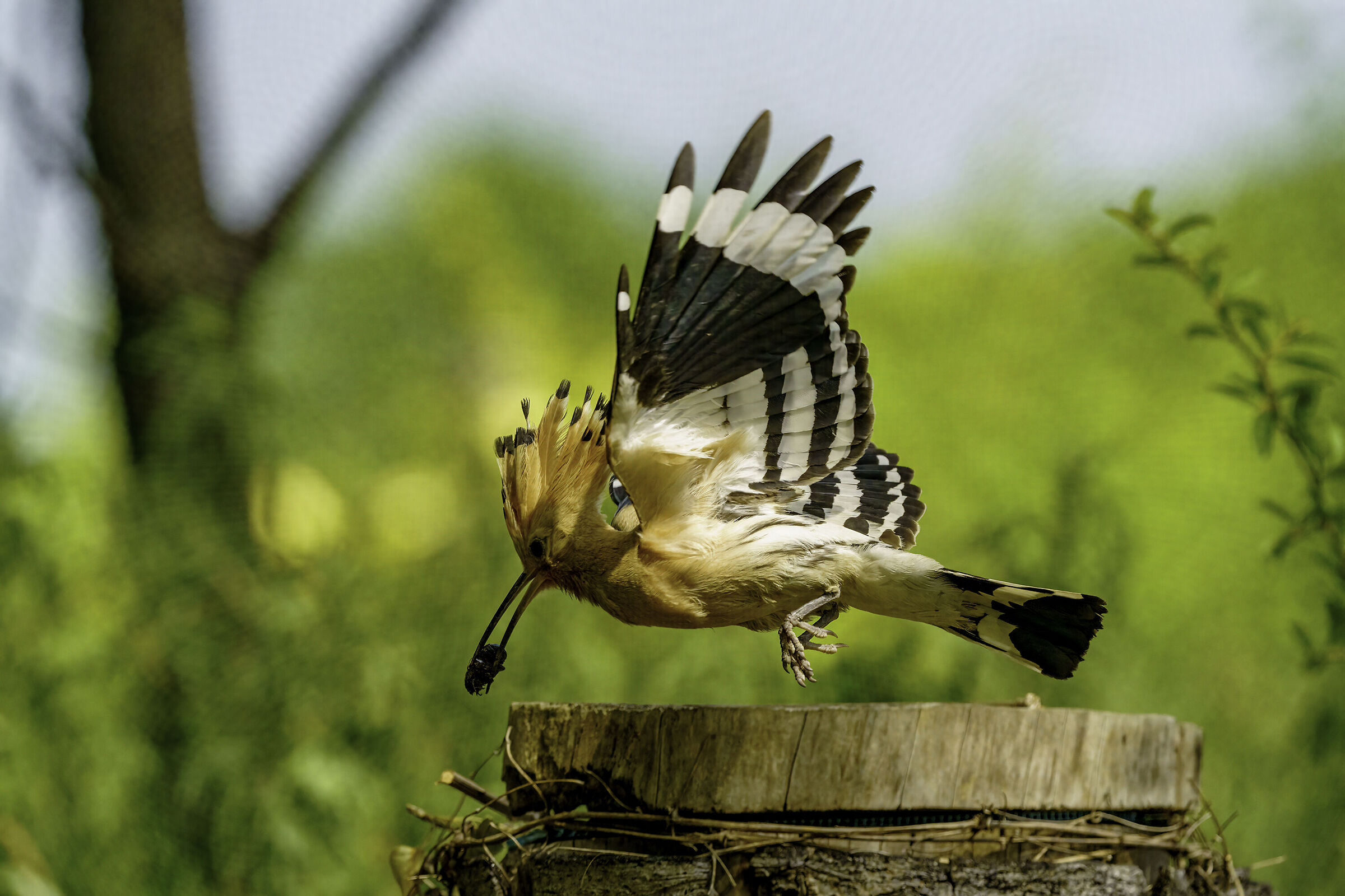 Upupa arriva la pappa