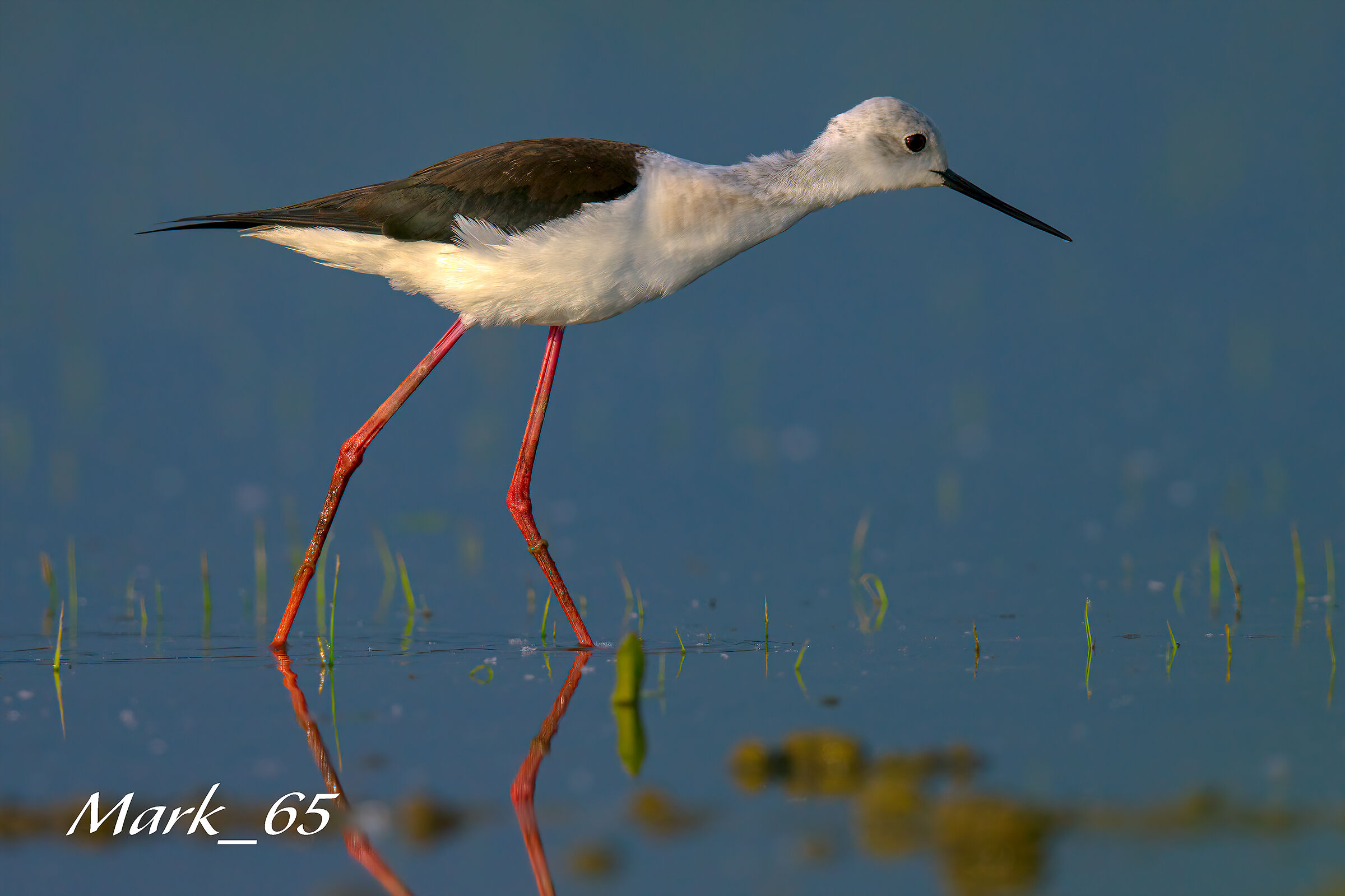 un cavaliere all'alba