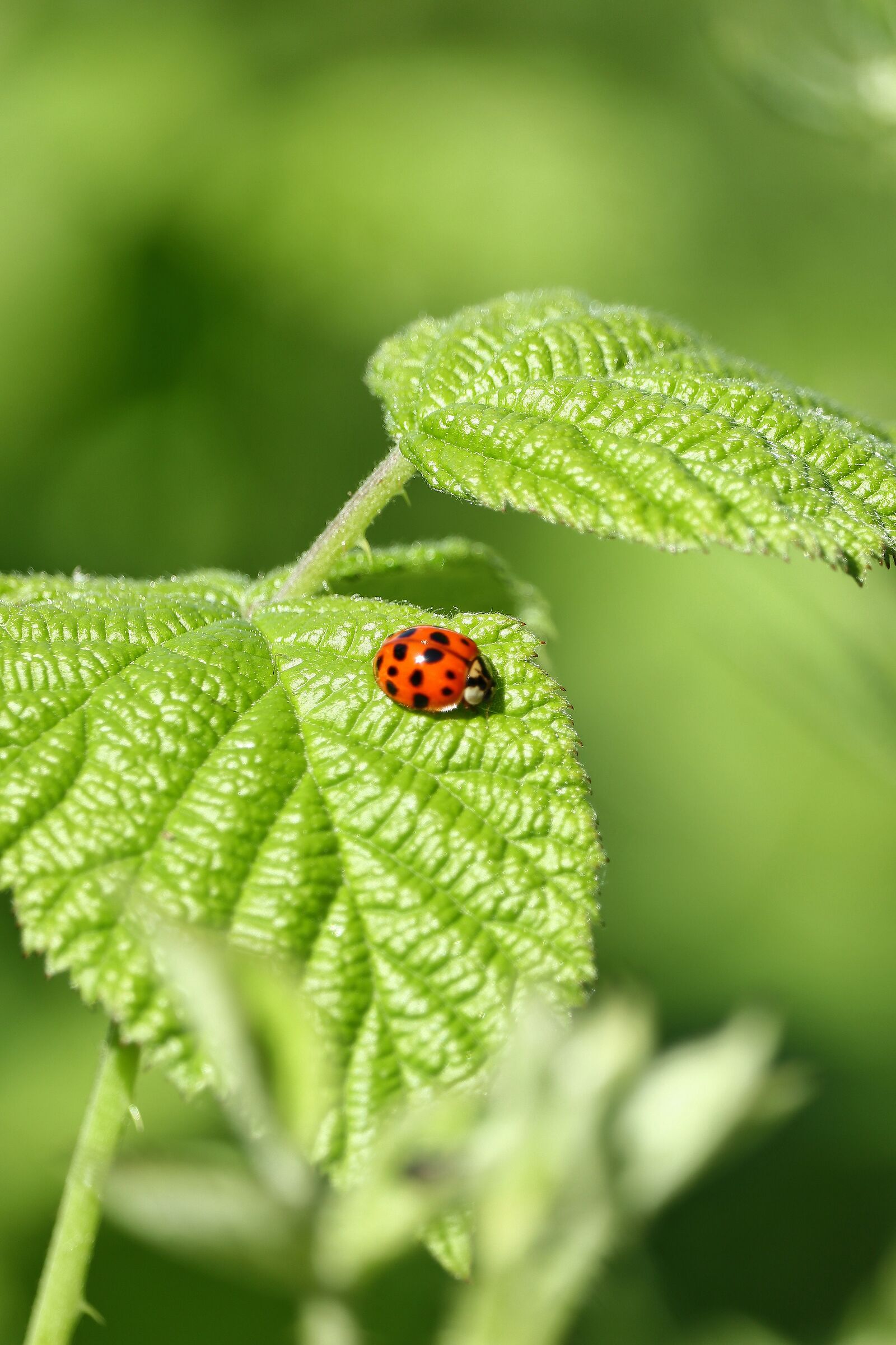 Little Ladybug