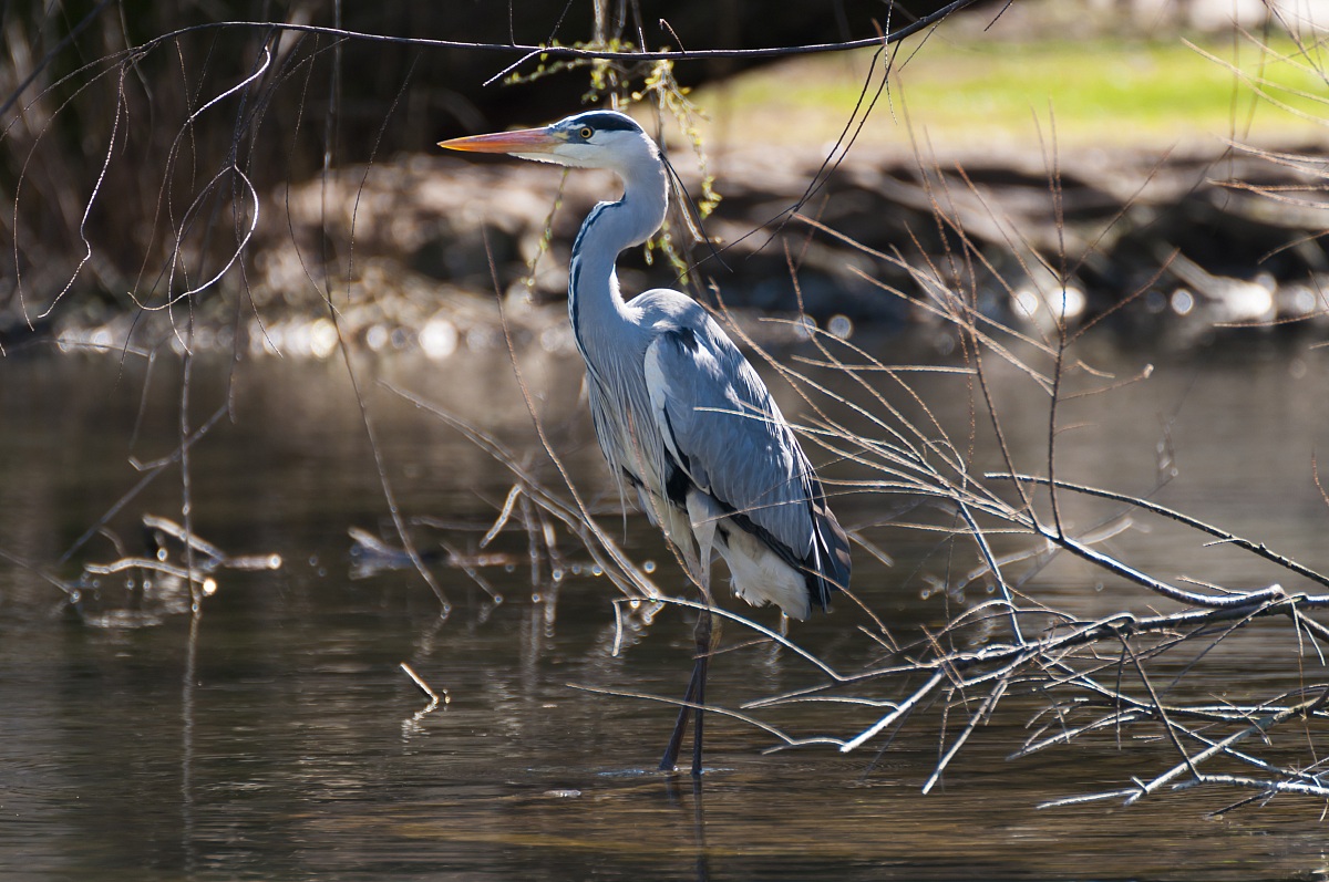 heron Milan