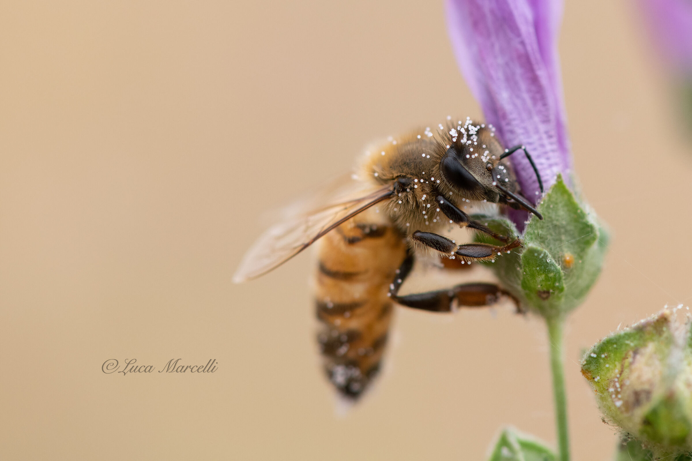 The Pollen Fill