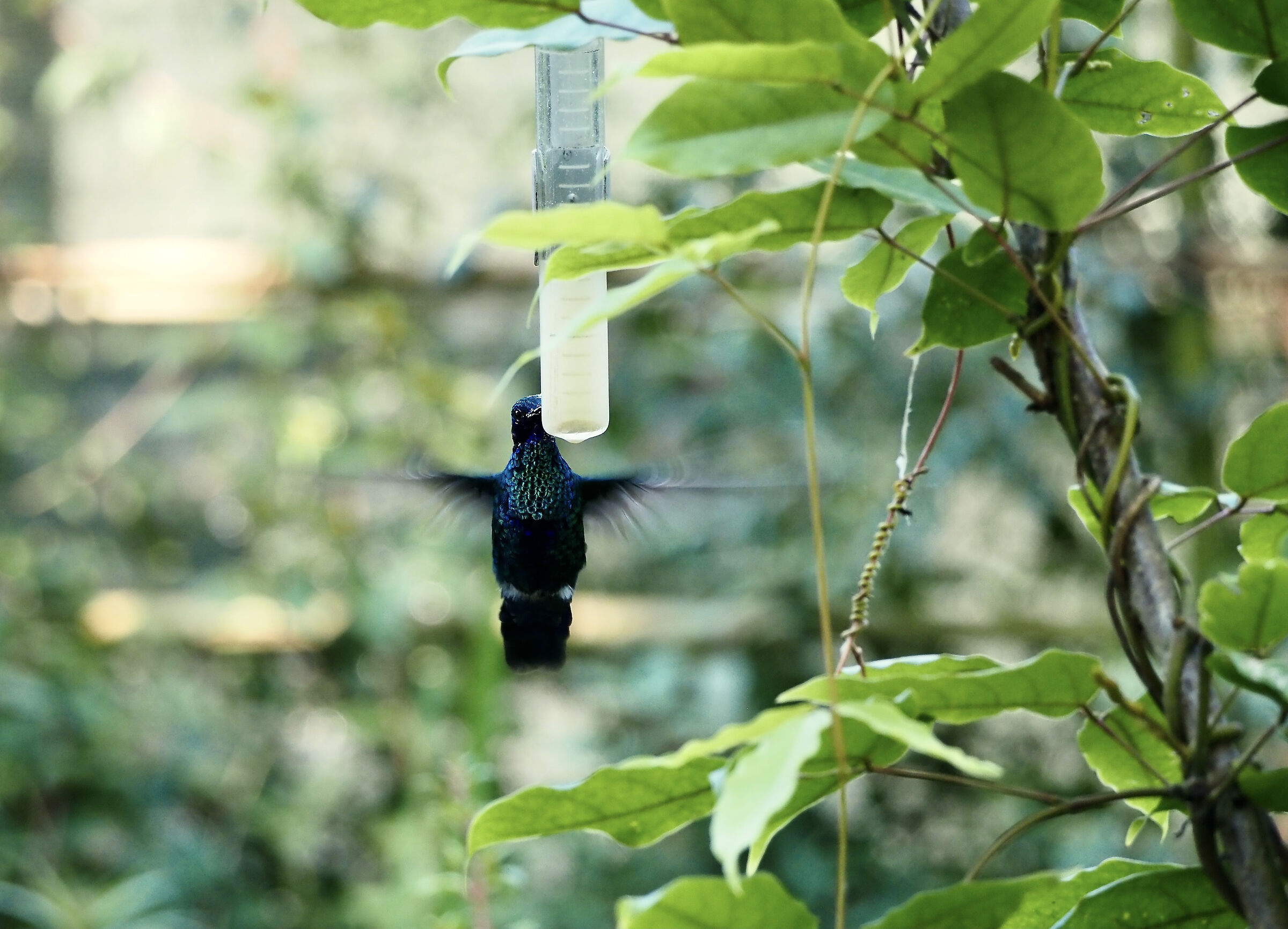 President Gazebo's hummingbird