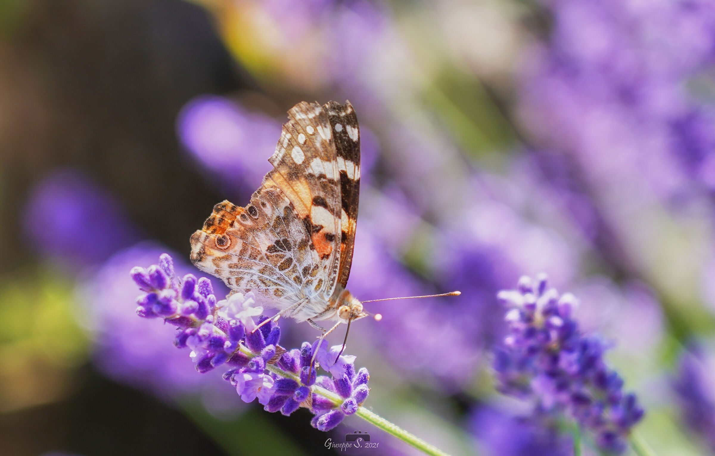 Vanessa Cardui