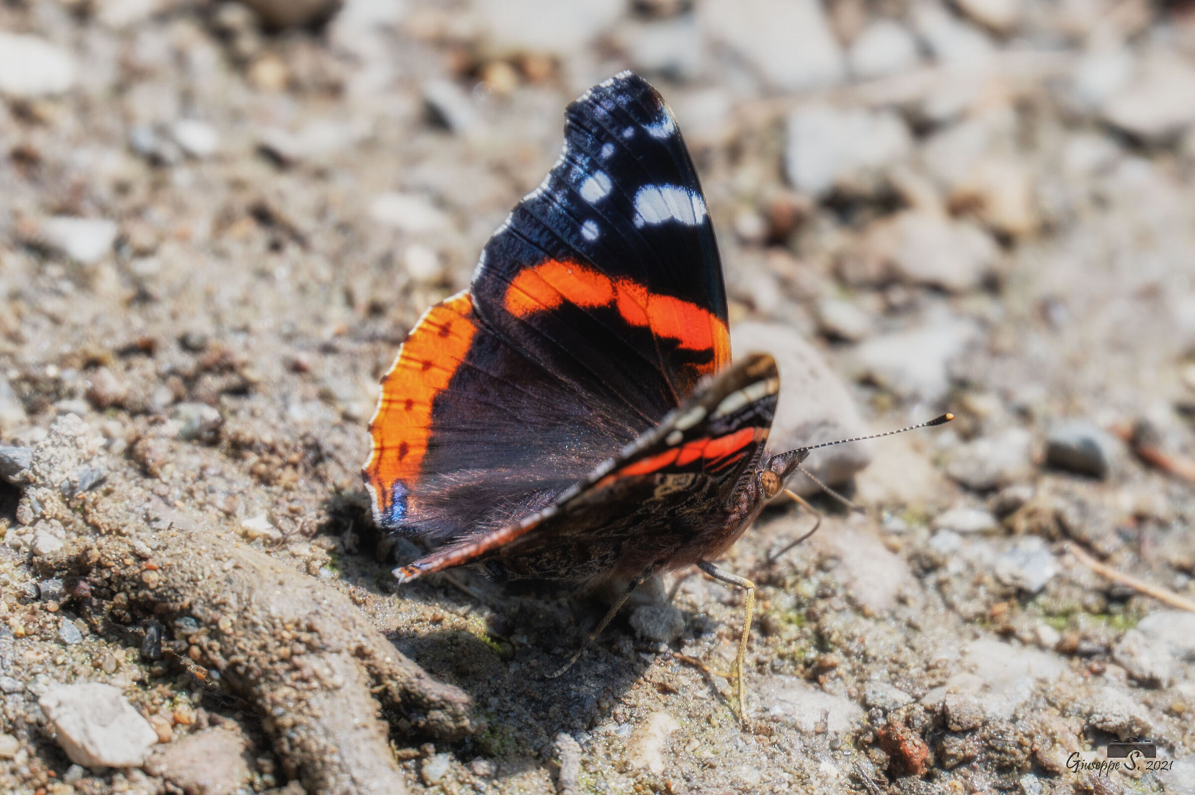 Vanessa Atalanta