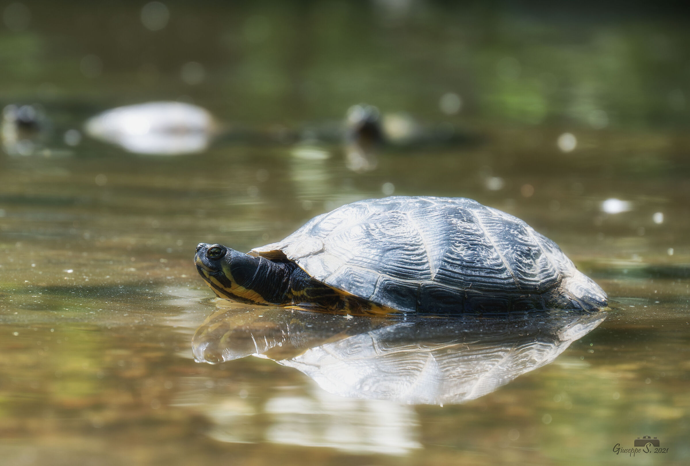 European marsh turtle