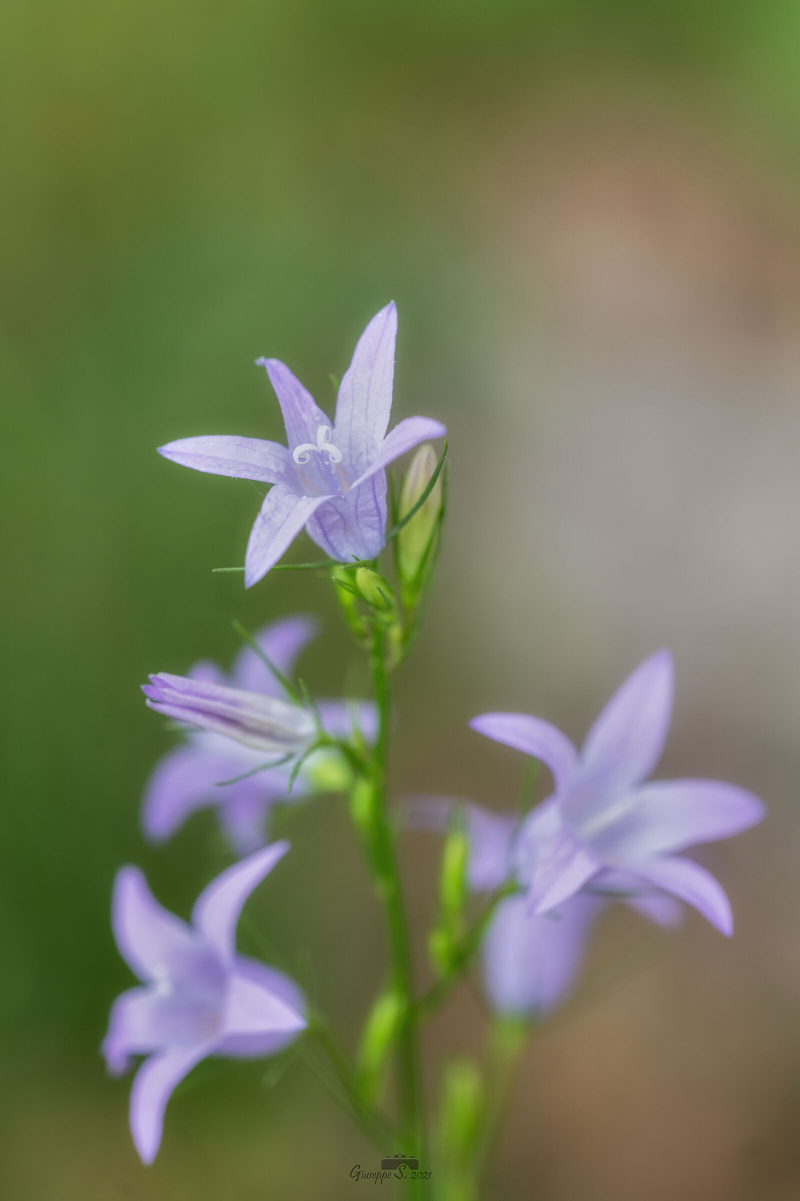 campanula patula