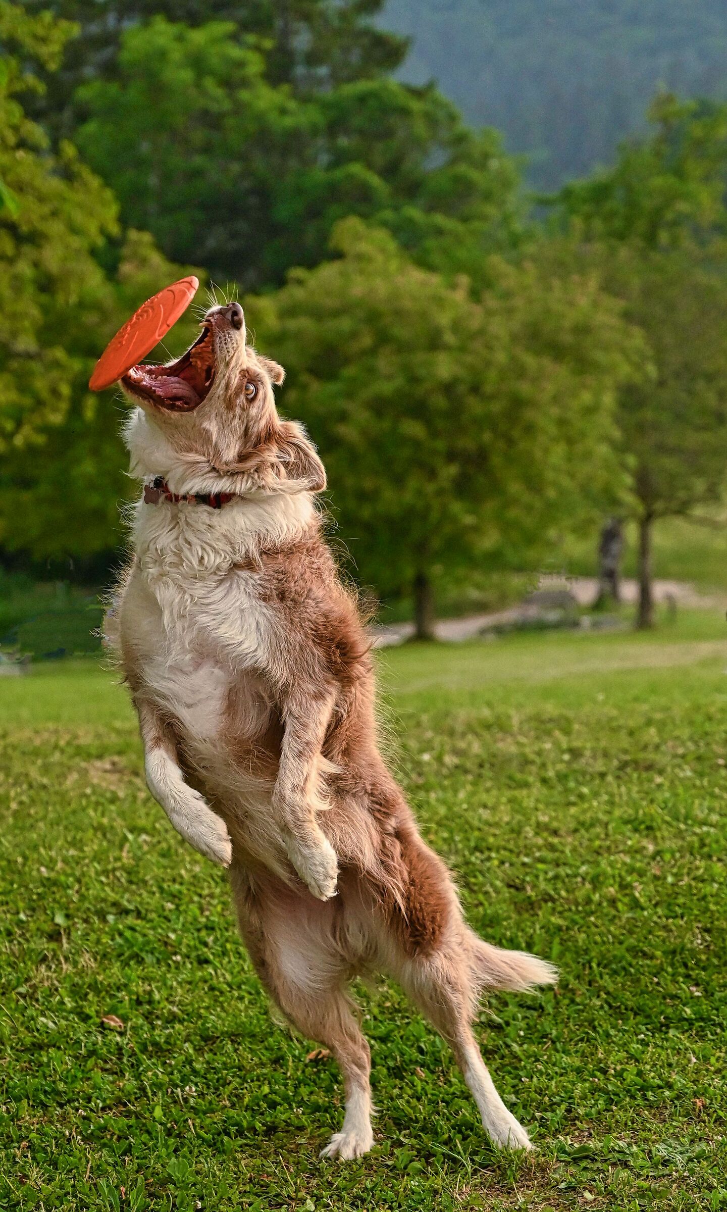 Frisbee
