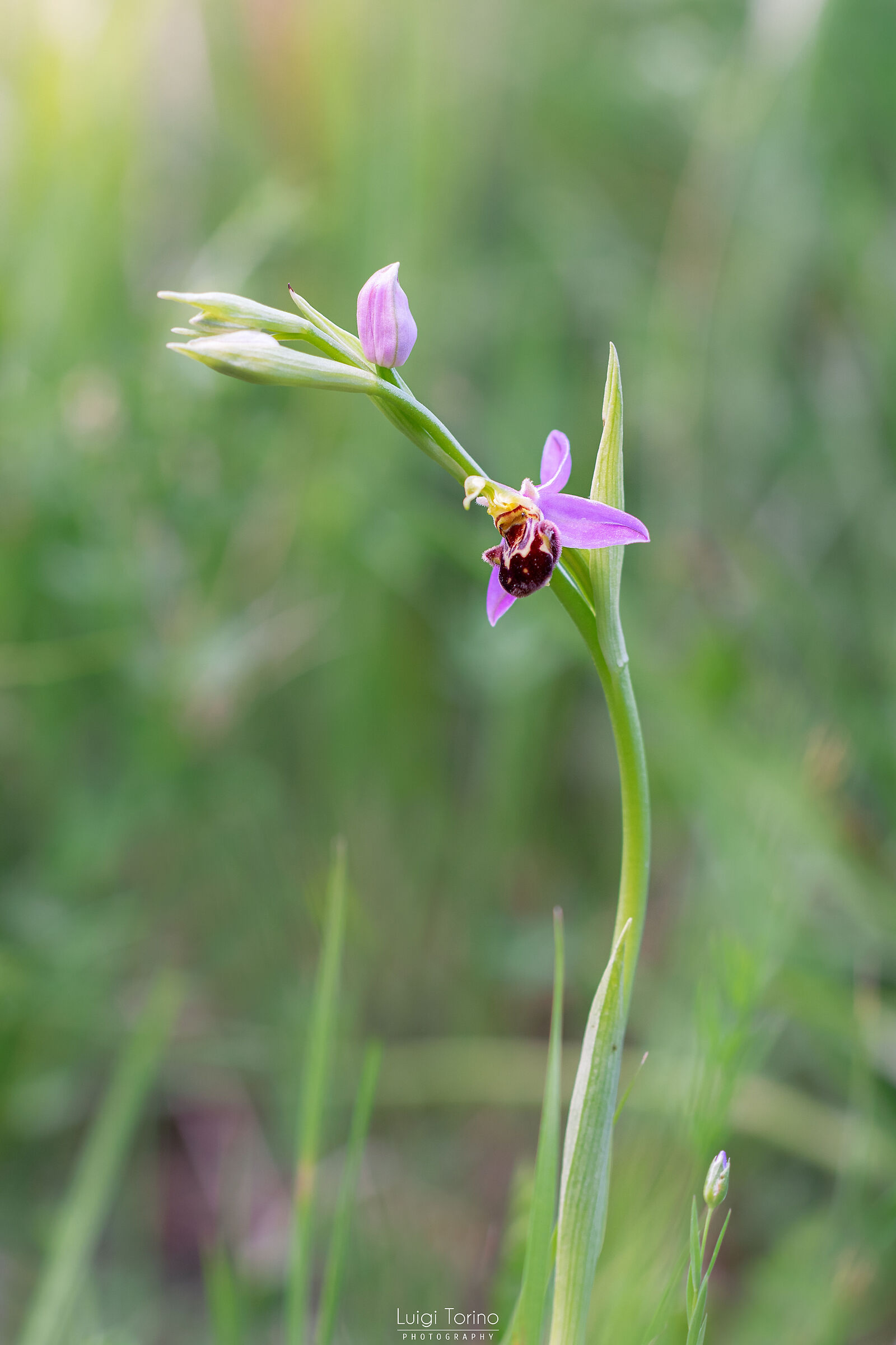 Apiferous ophrys