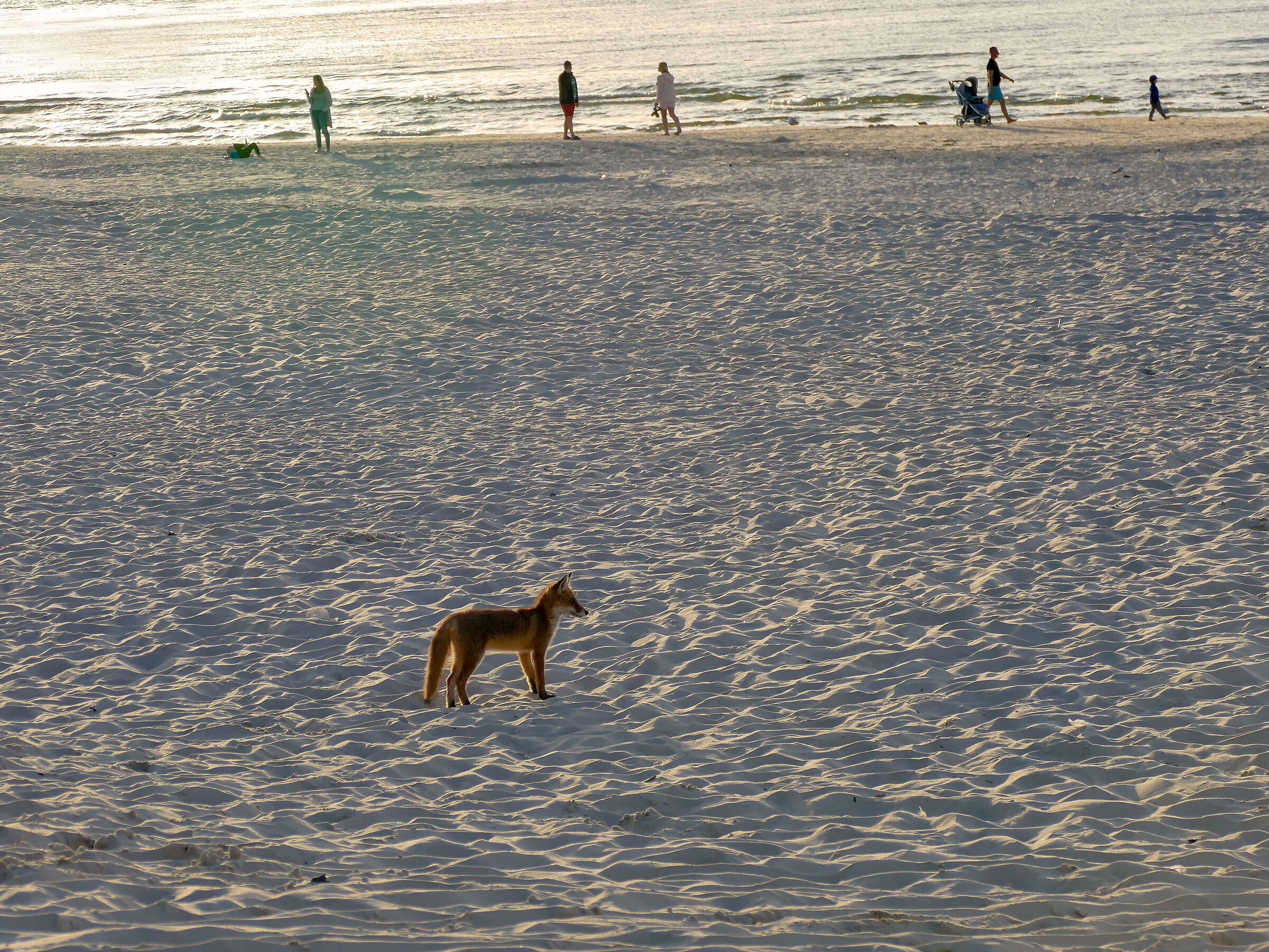Fox on the beach