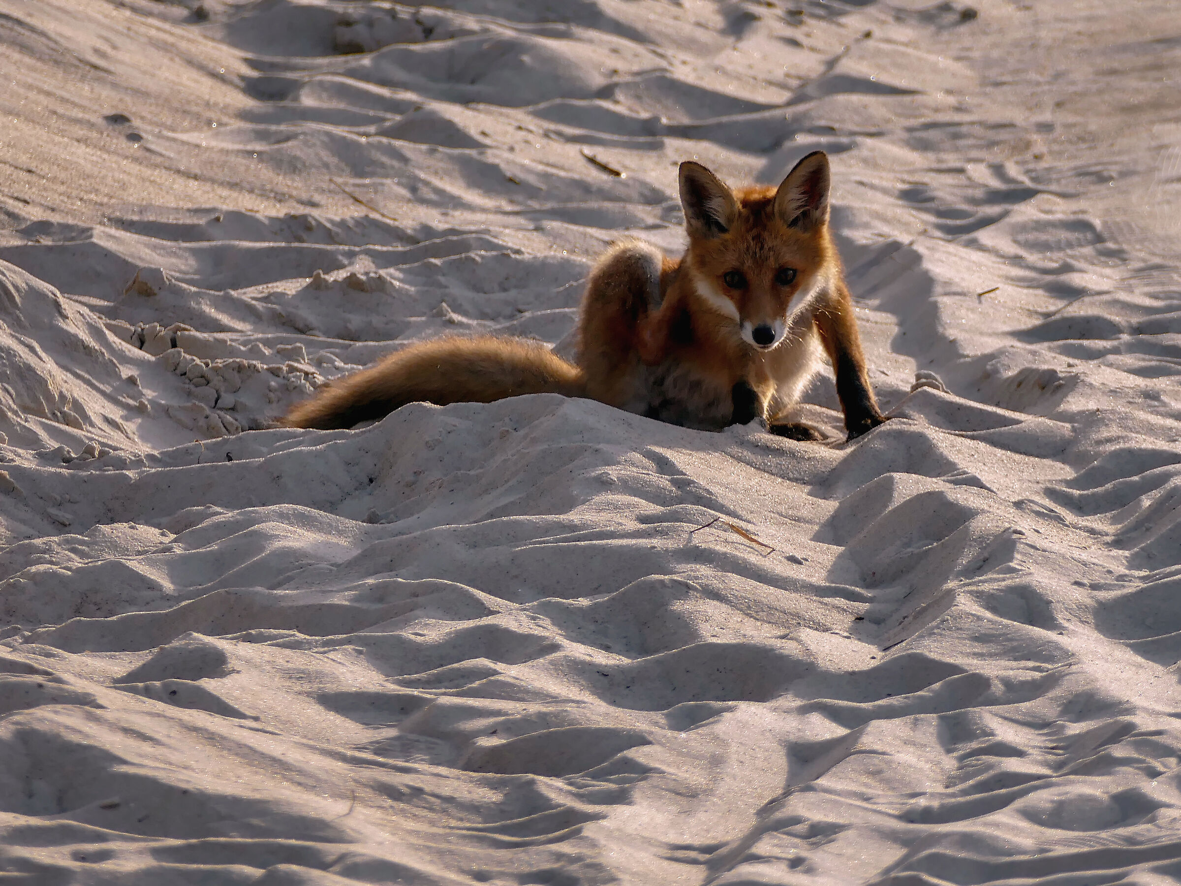 Fox on the beach 2