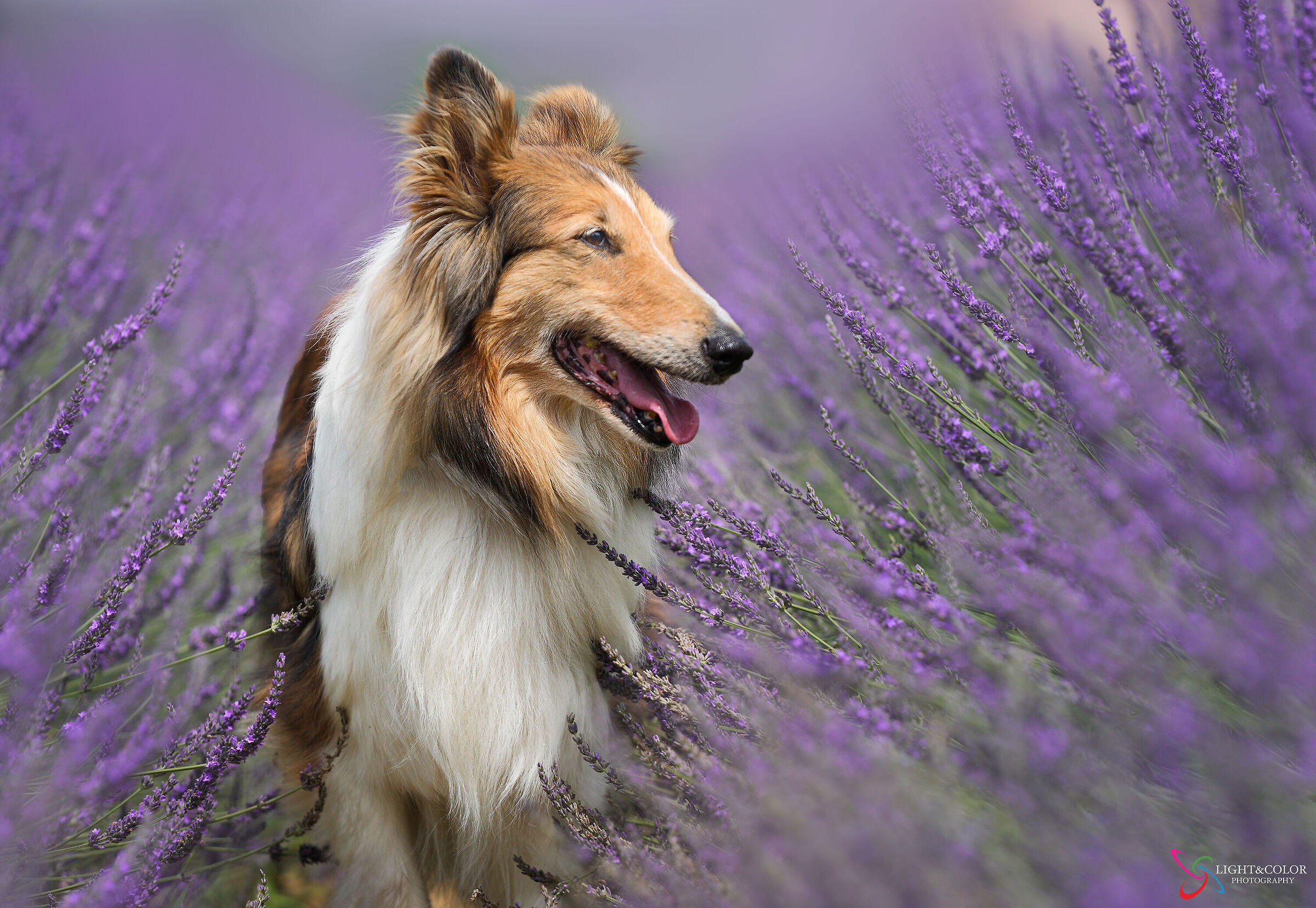 Leia in lavender fields