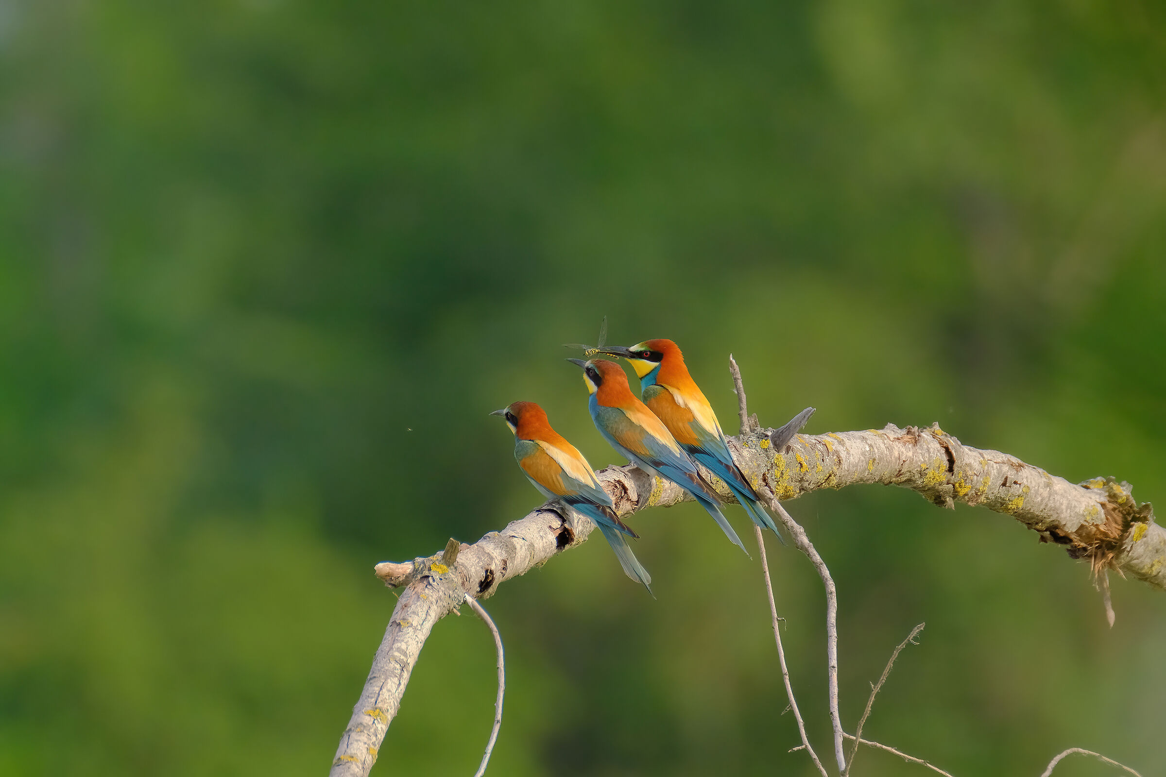 And then there were three…