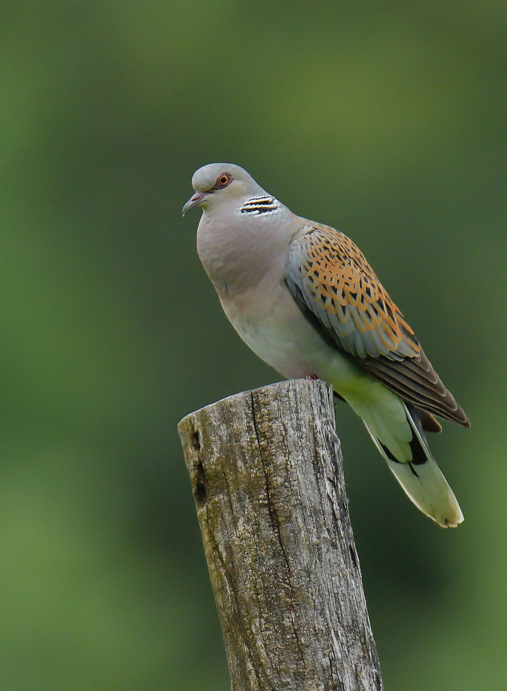 la bellezza della tortora selvatica