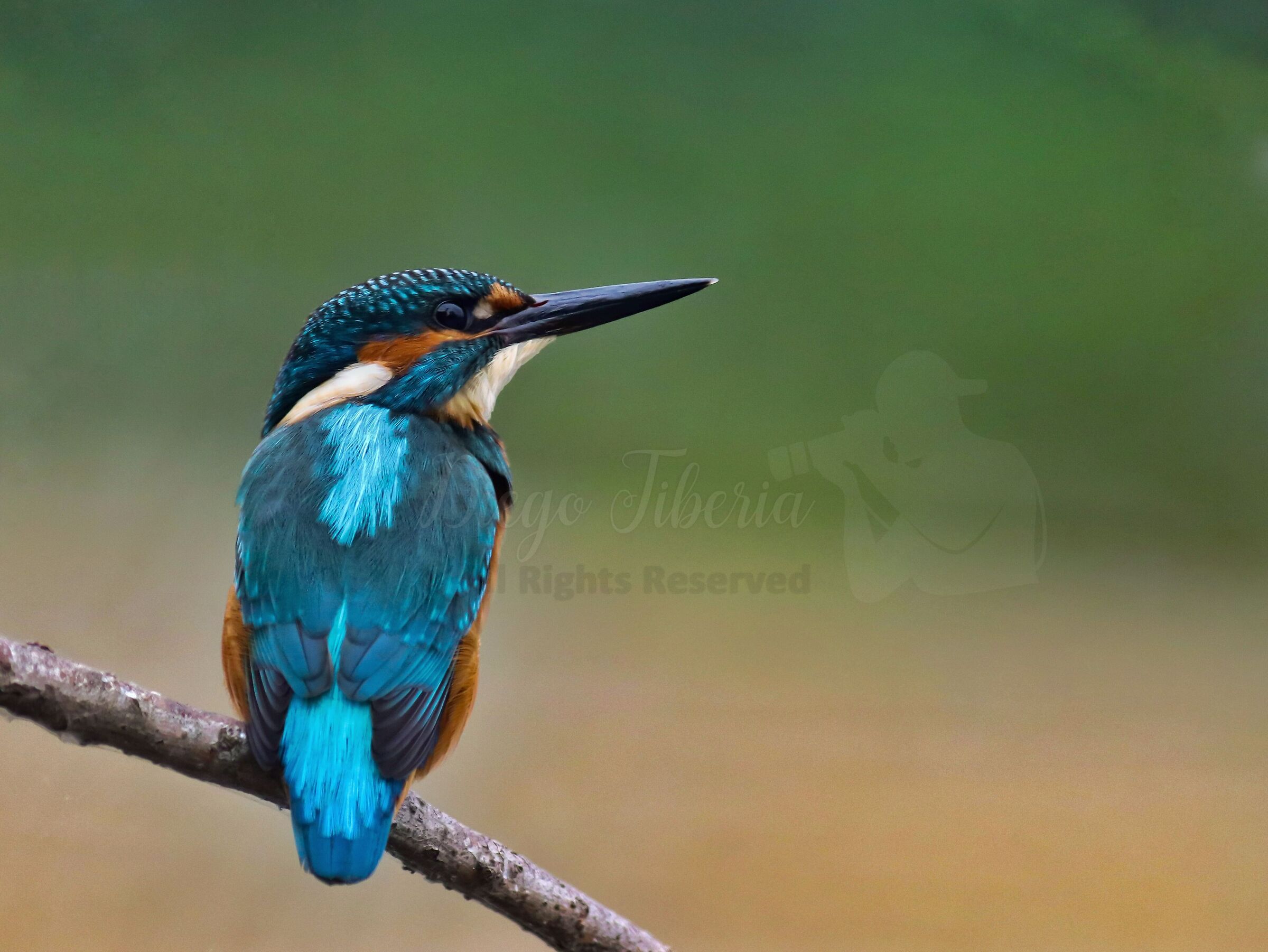 Kingfisher