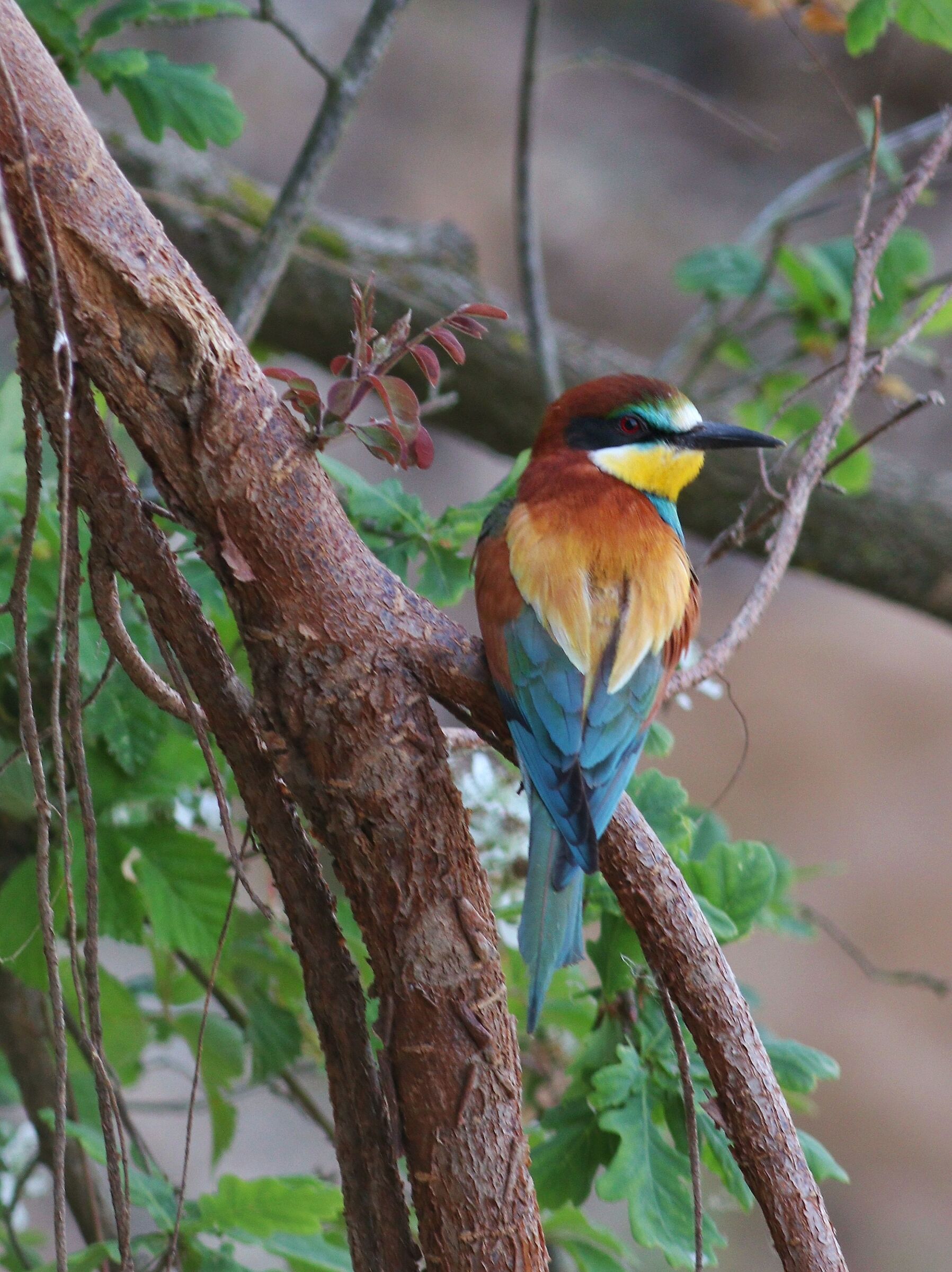 bee-eater