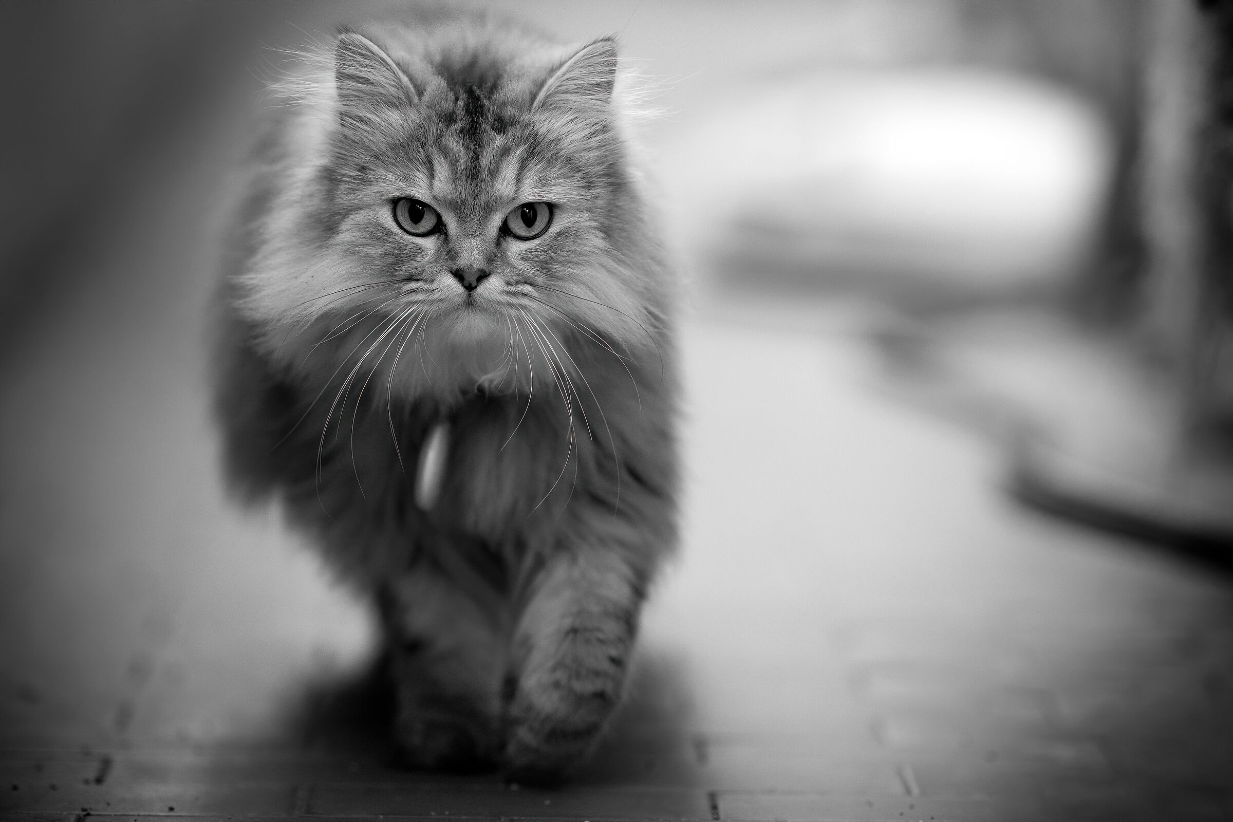 La mia piccola grande tigre siberiana