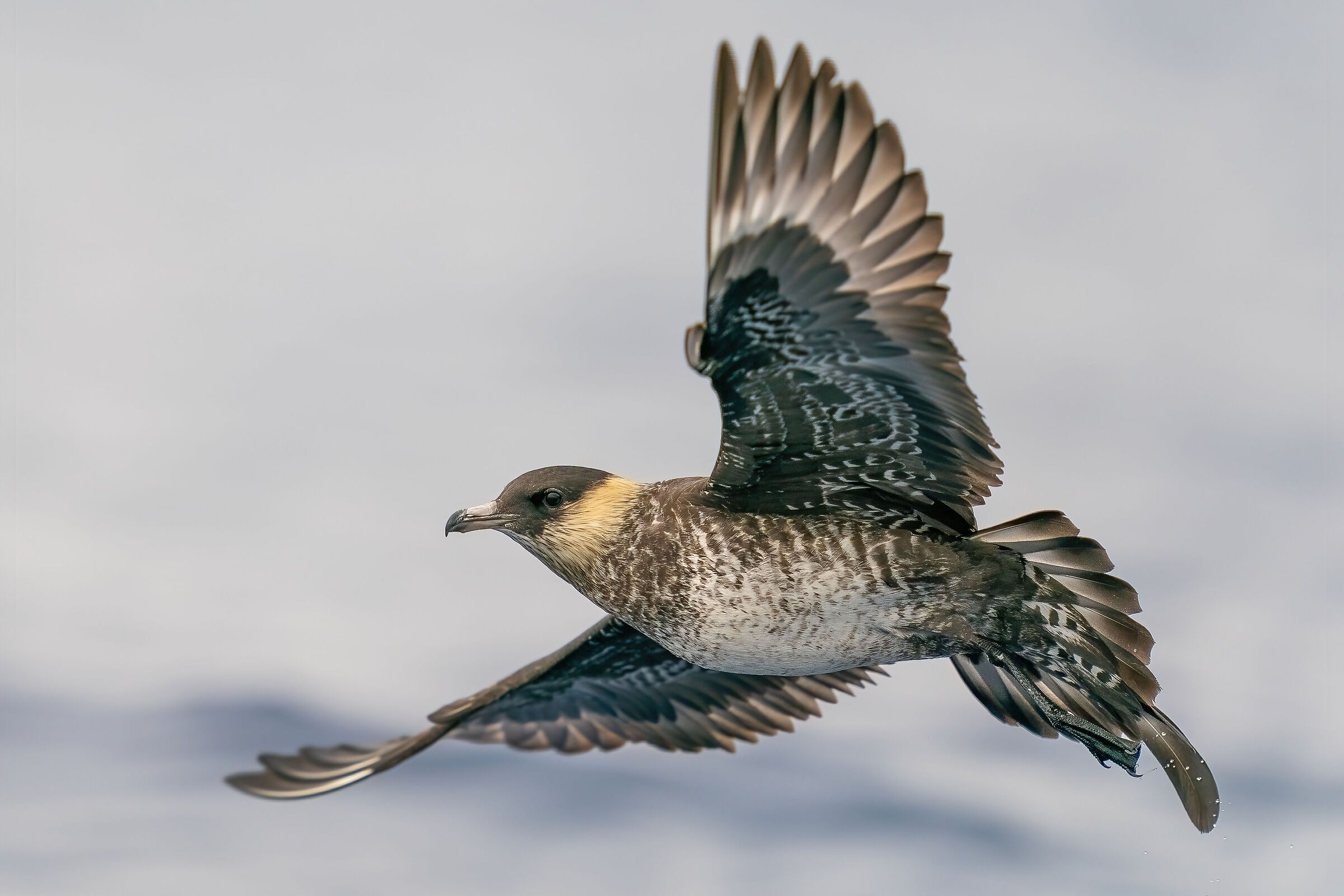 Mezzano stercorario 19.06.20 Arenzano (GE)