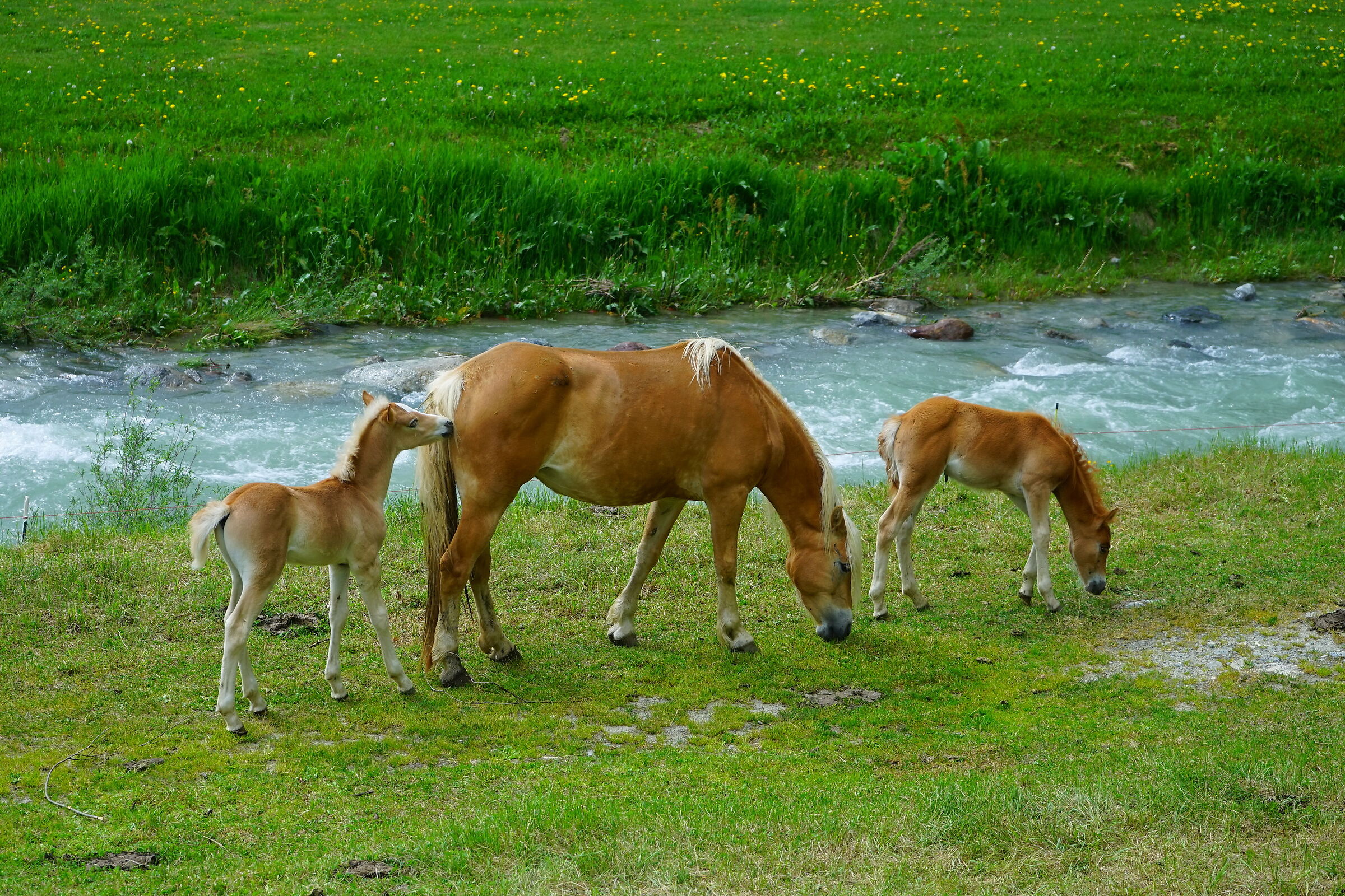 Cavallini - Wikipedia