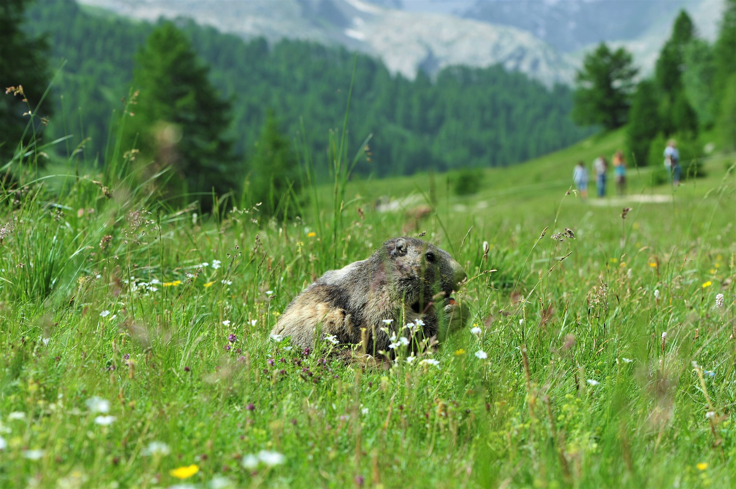 A curious woman in the lawn...