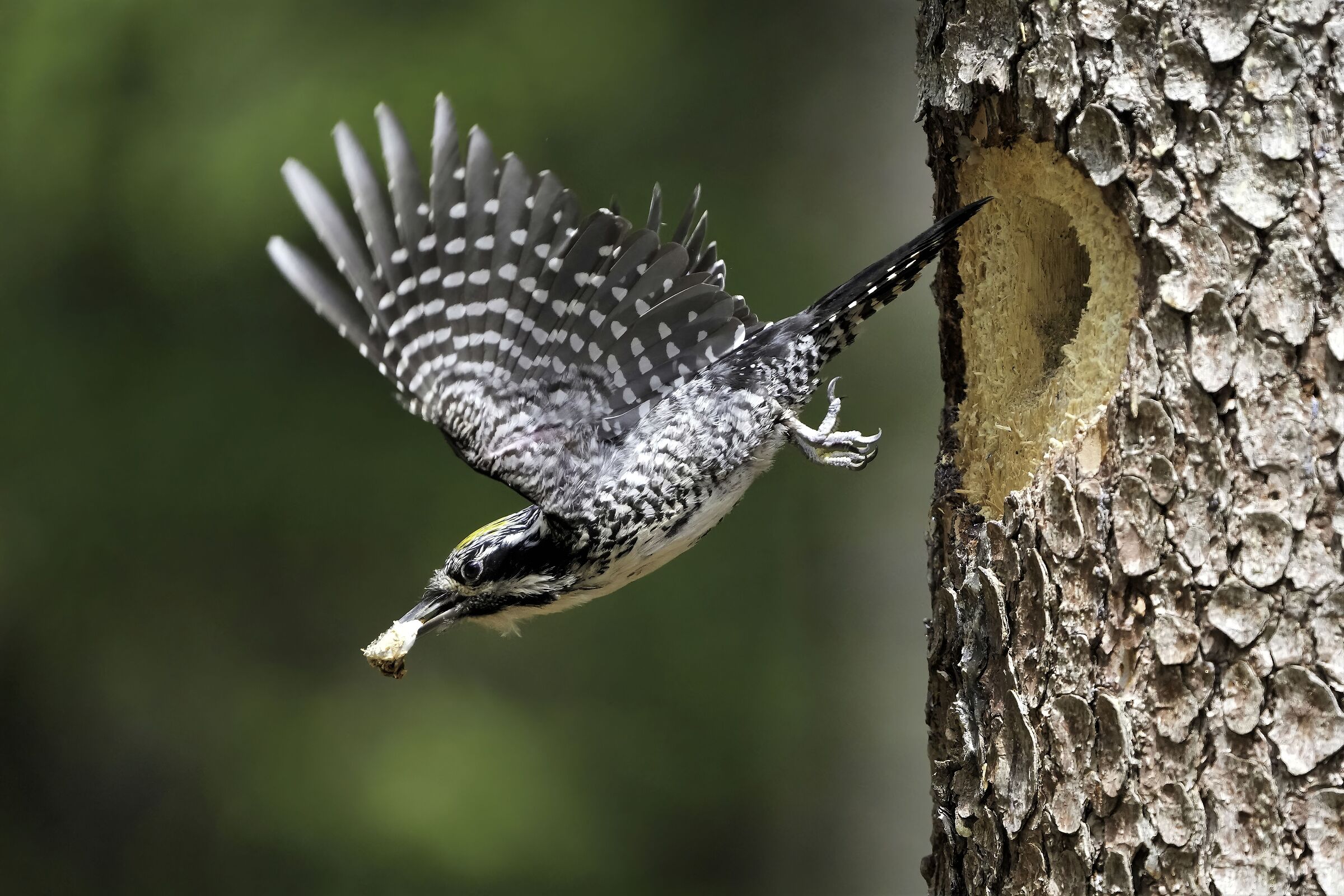 male tridatile woodpecker