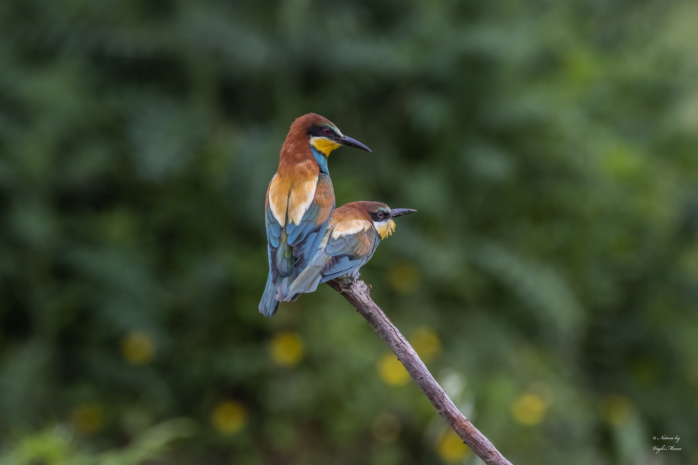 Gruccioni accoppiamento