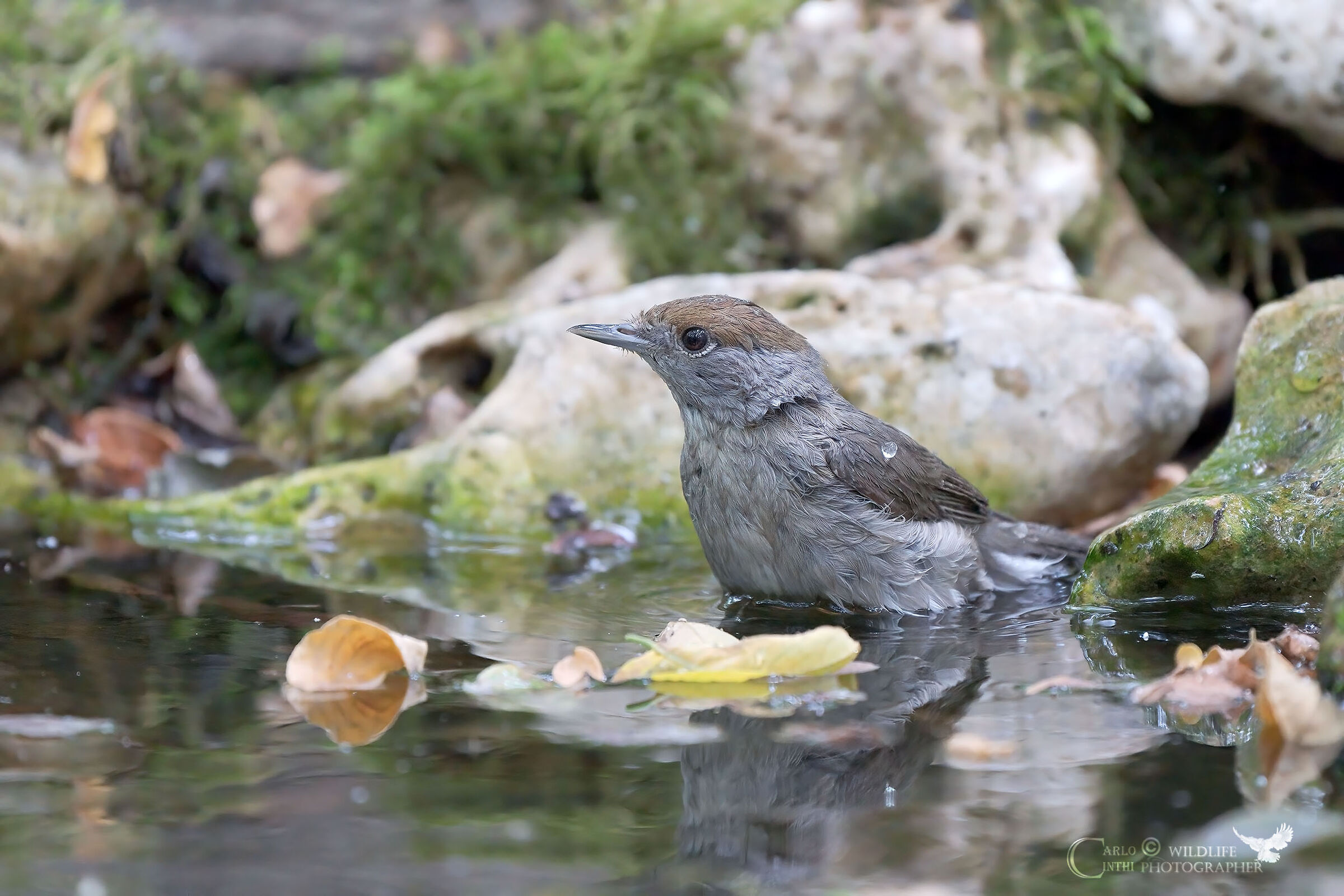 FEMALE BLACK CAPINERA