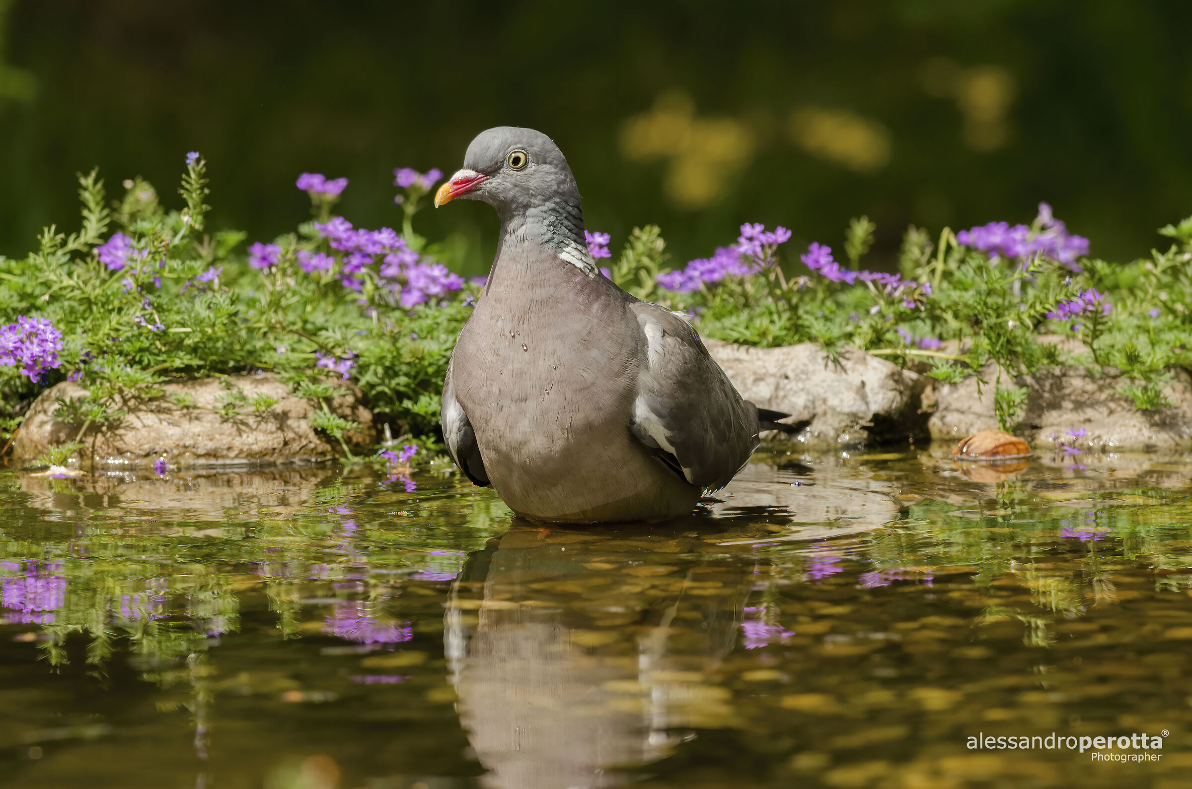 Columba palumbus