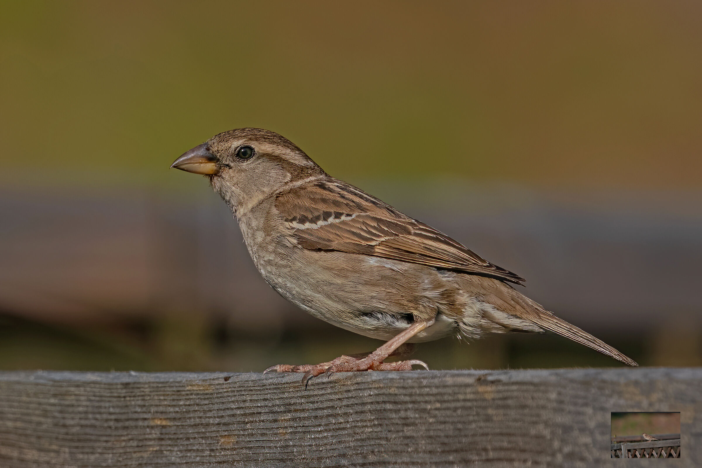 Sparrow on the fence