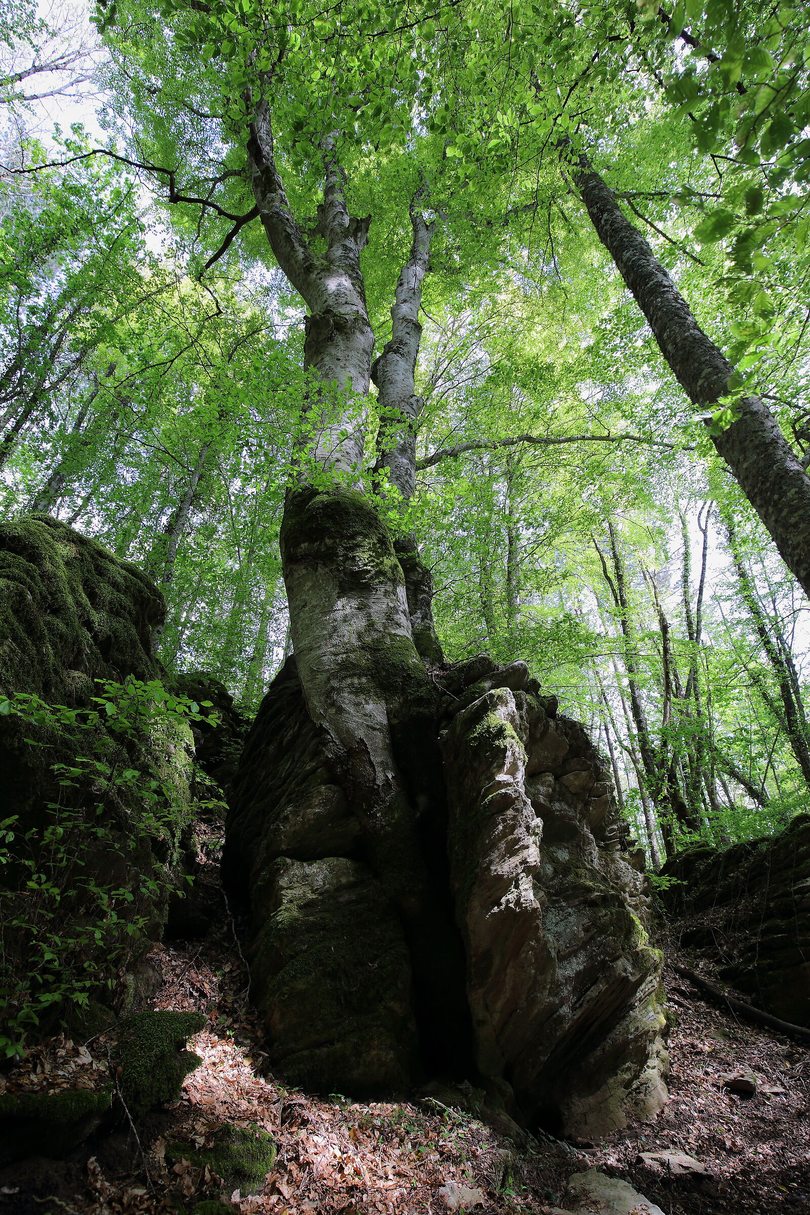 Rocce divaricate dalle stesse radici