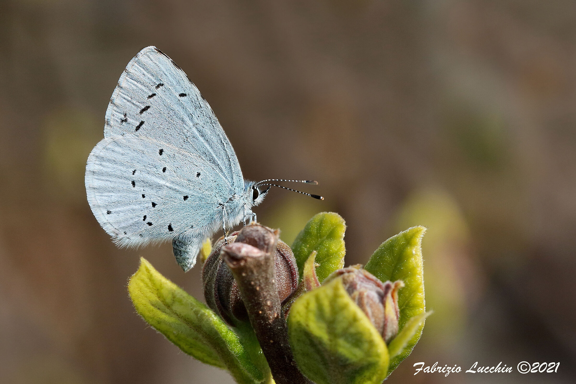 Celastrina argiolus