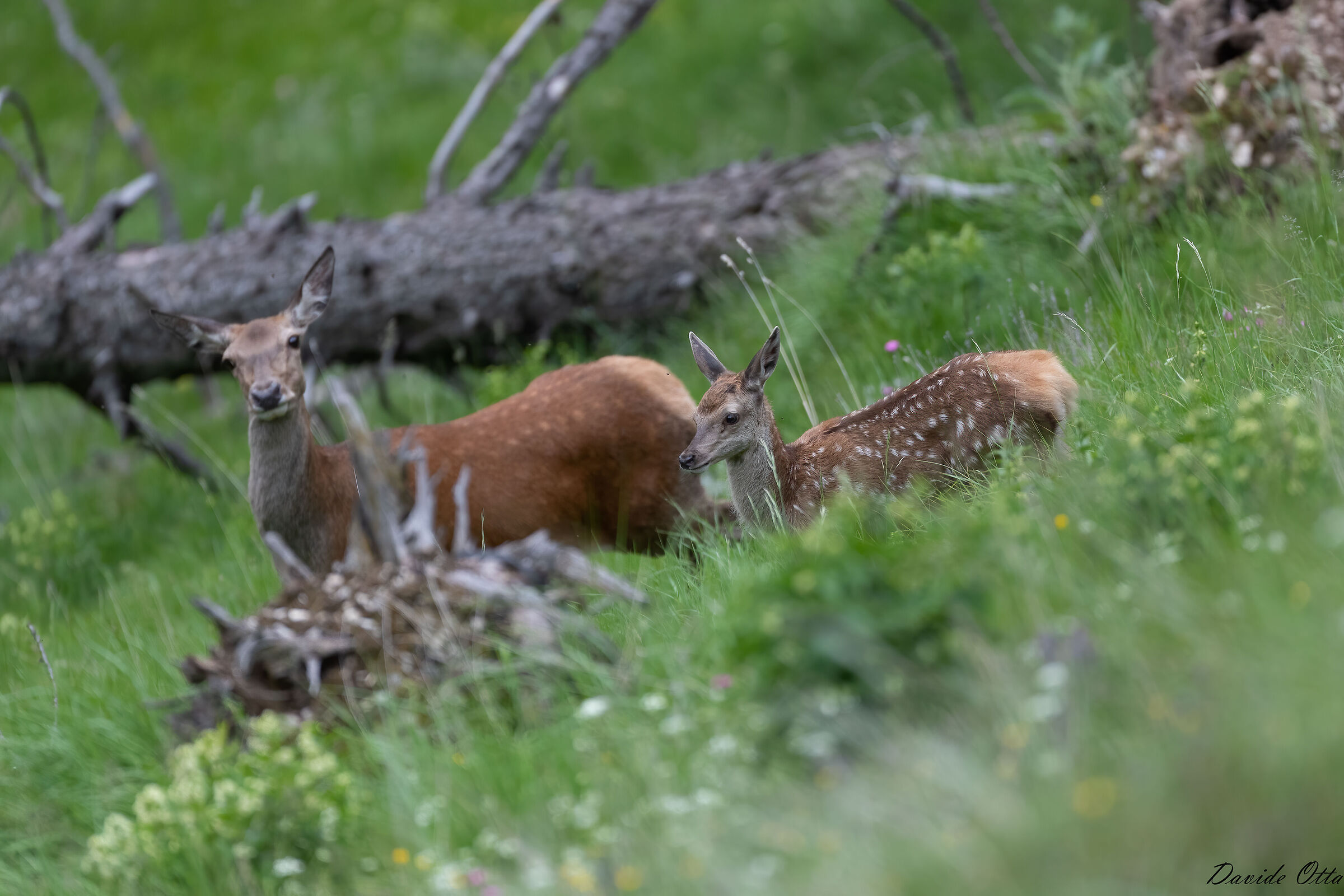 Vicino alla sorellona
