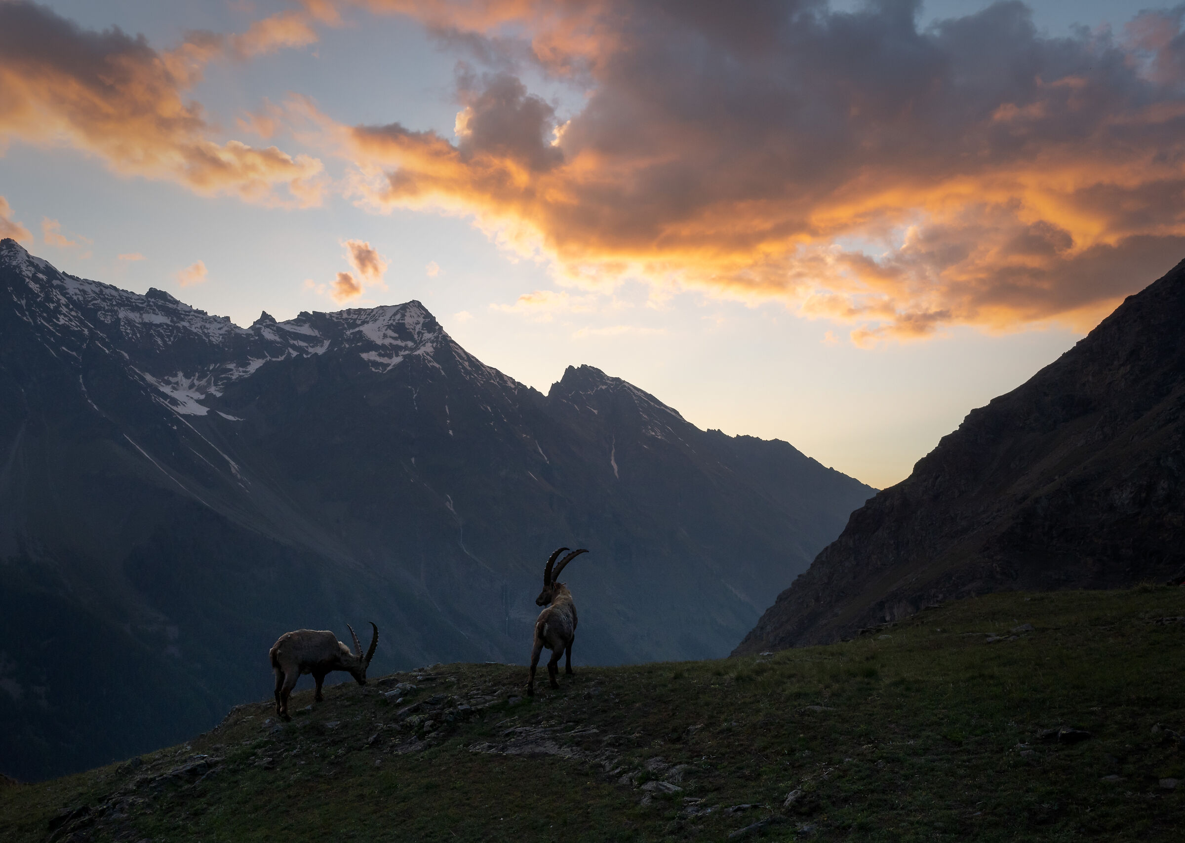Ibexes at sunset