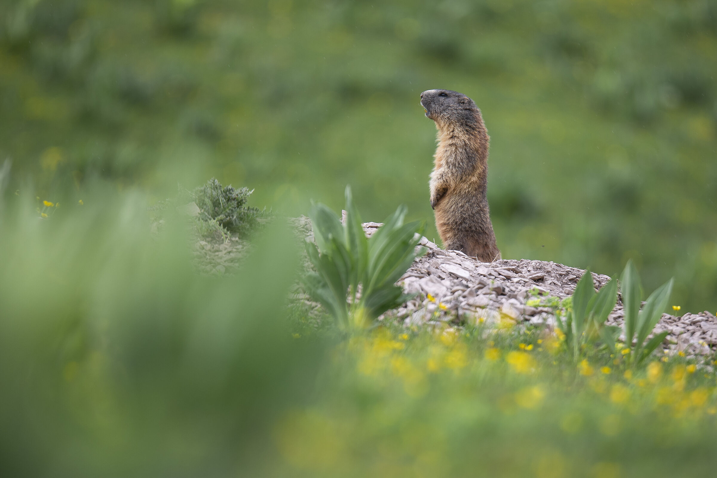 marmotta