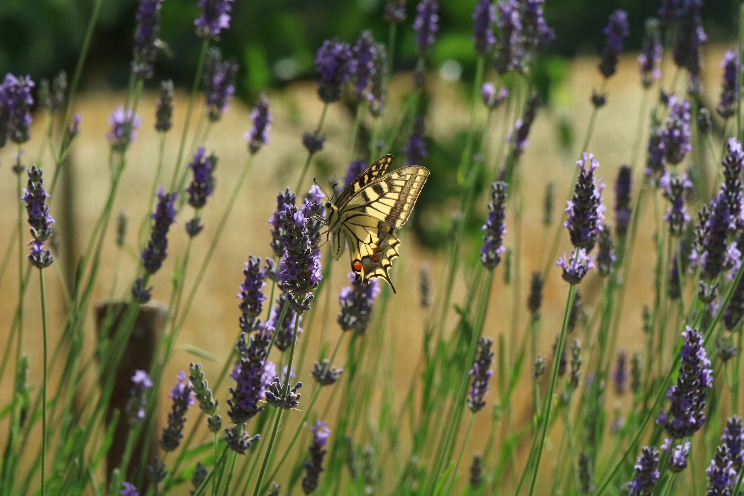 Una farfalla danza sulla lavanda.