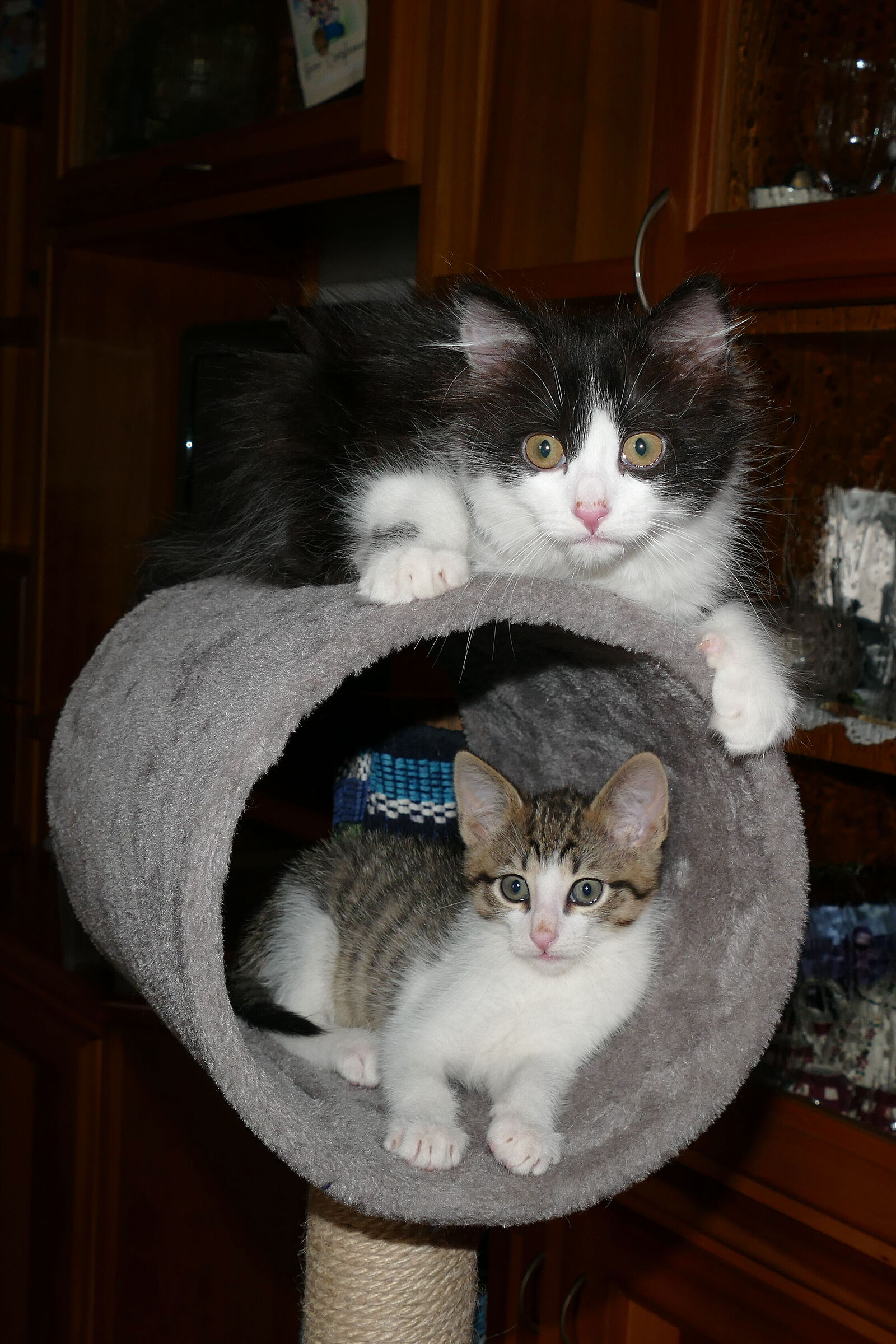 Un benvenuto a Maya e Artù