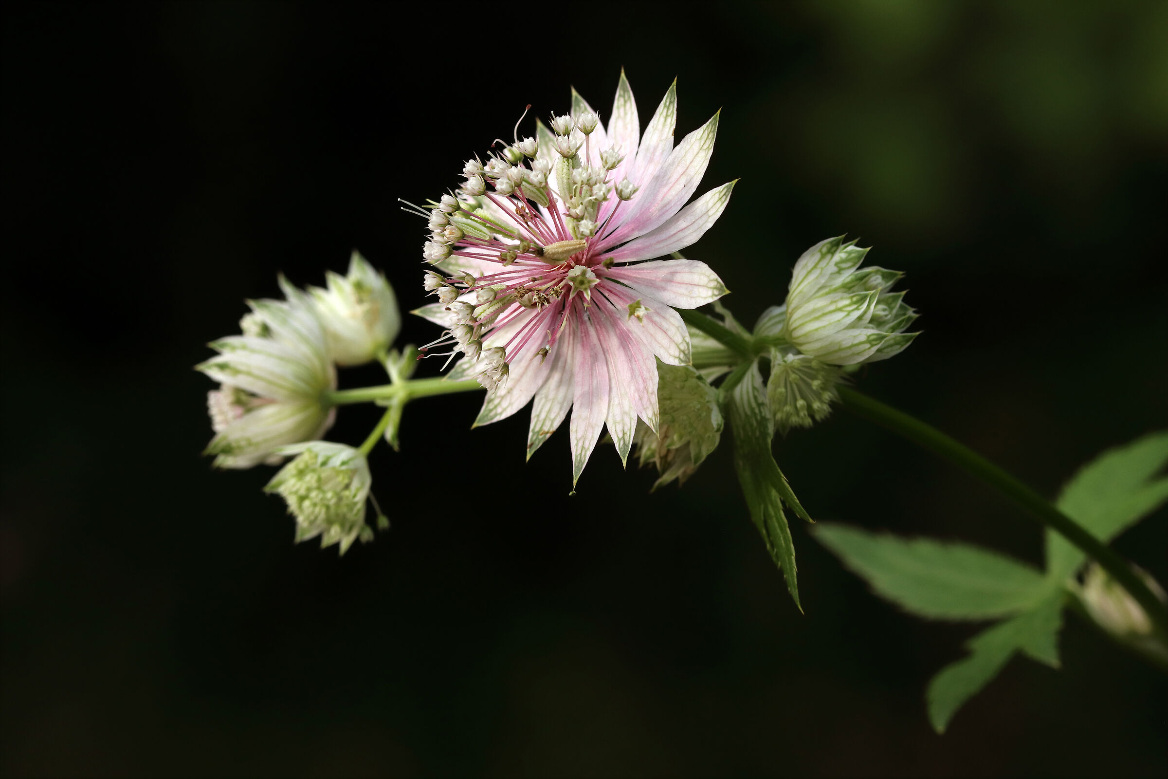 sorprese nel mio bosco