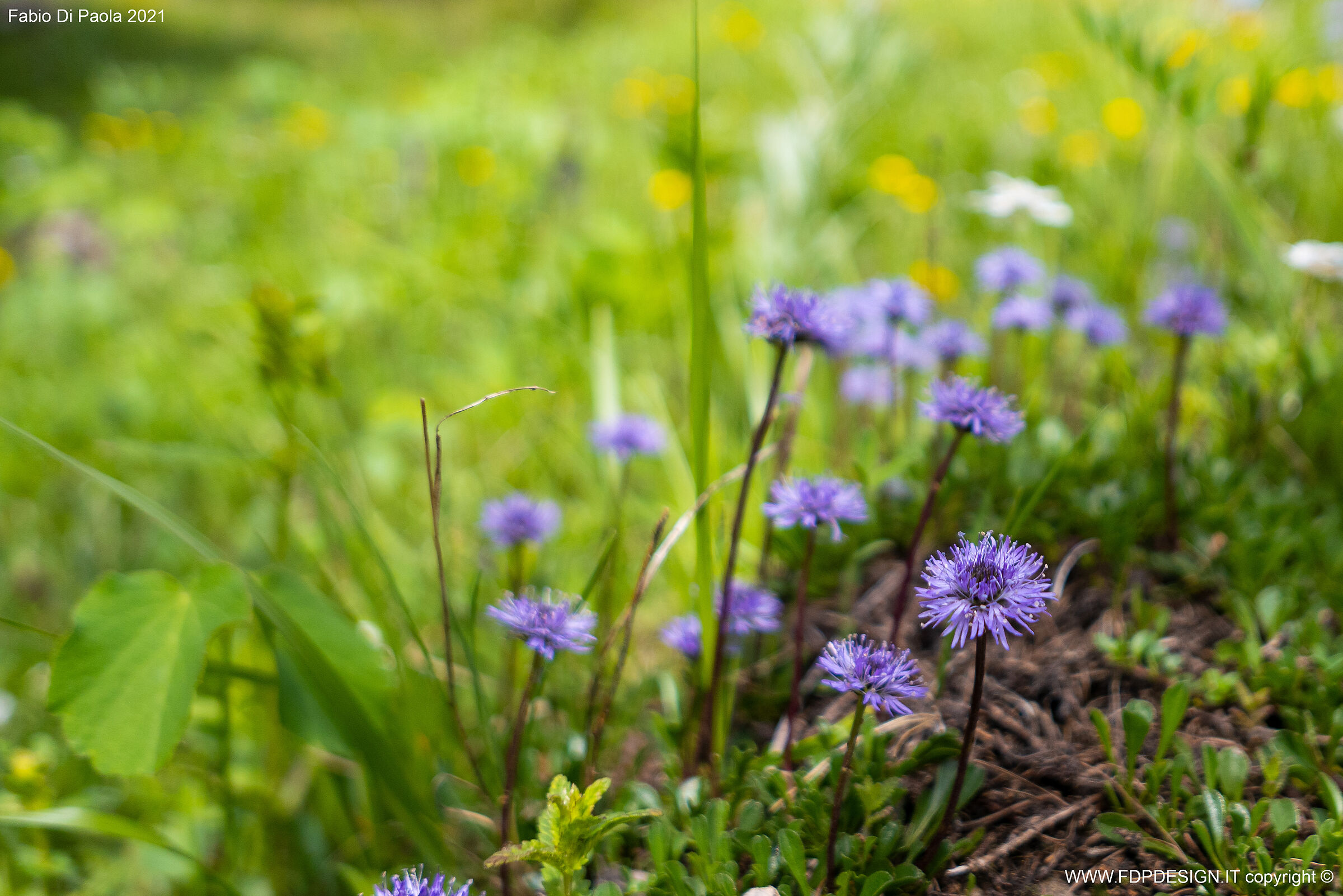 viola