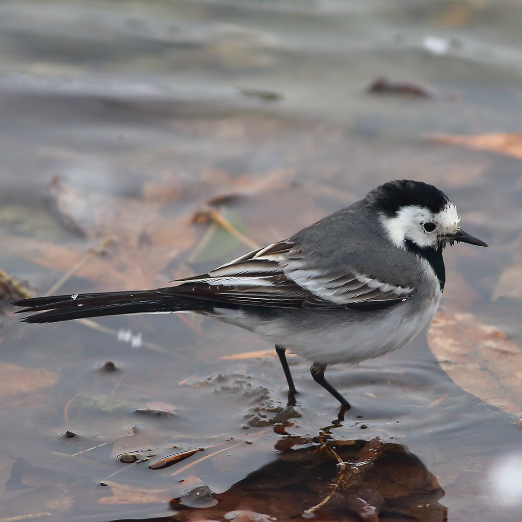 White Wagtail
