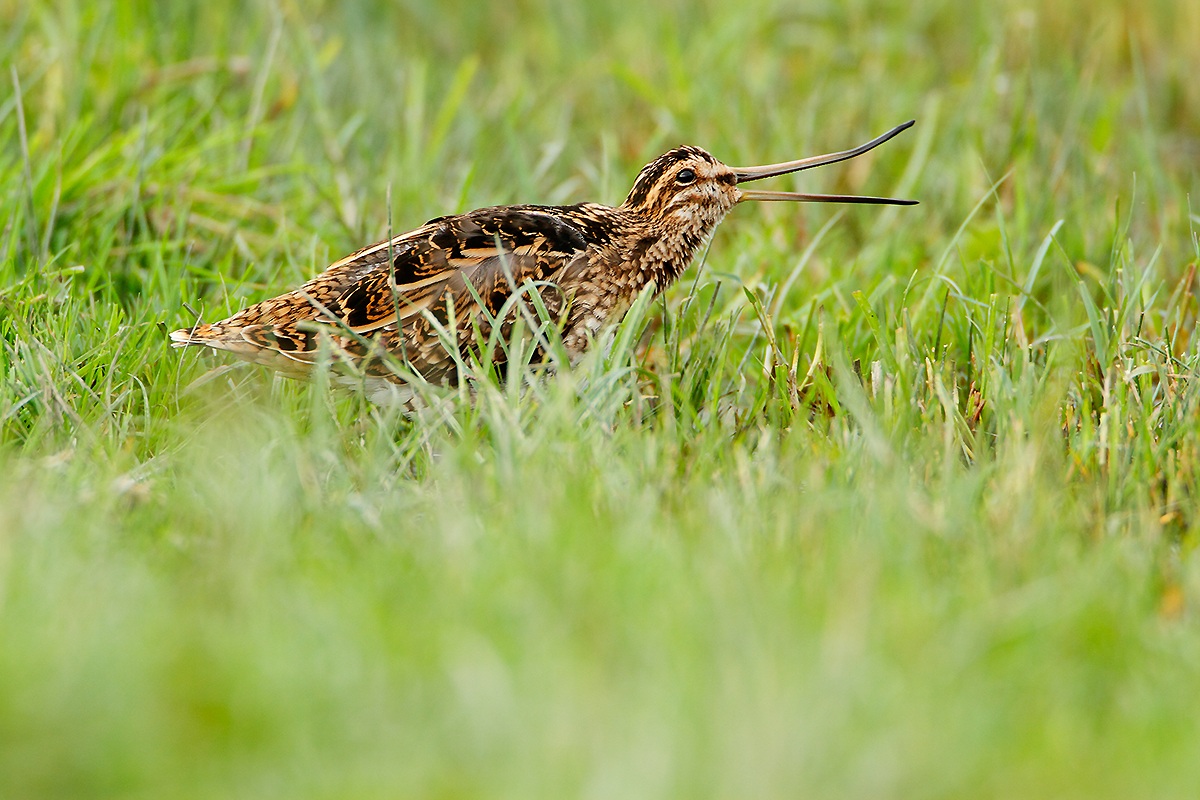 Snipe