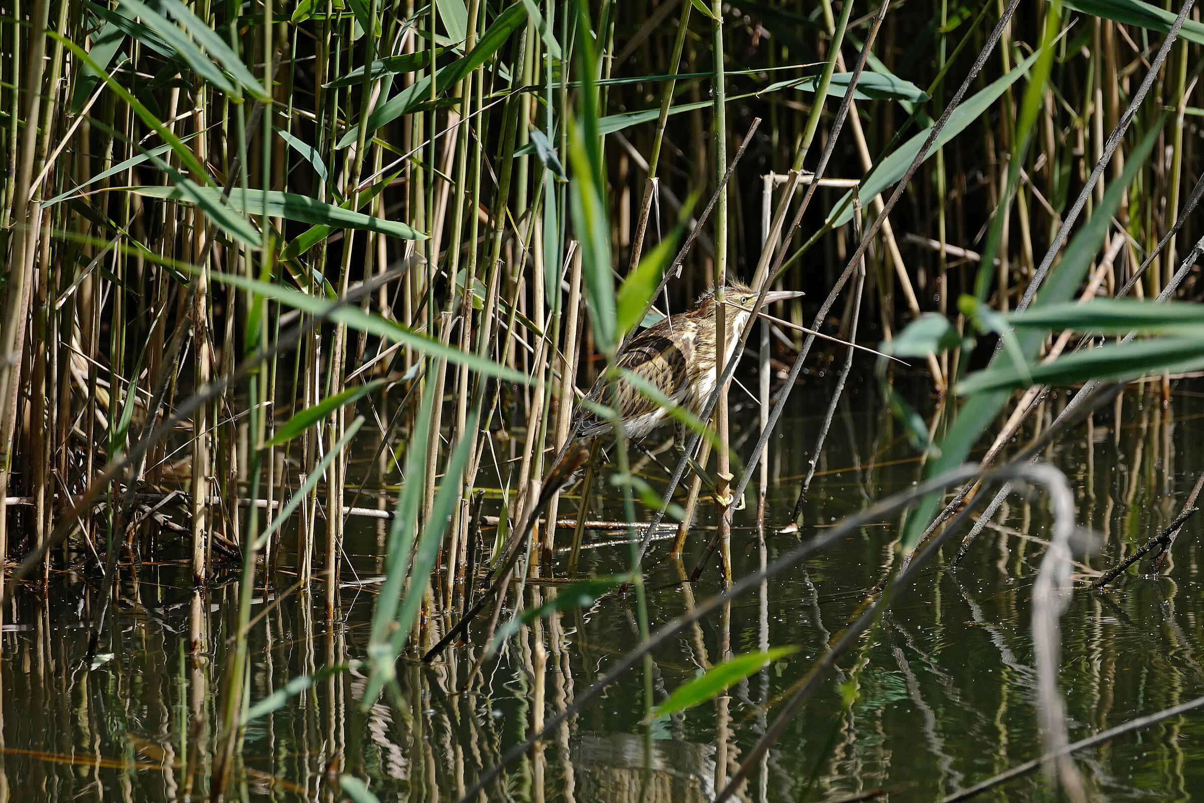 tarabusino sui trampoli