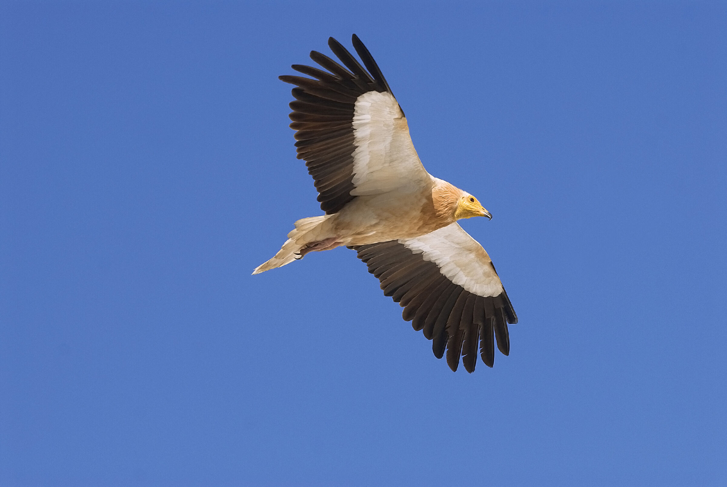 white scavenger vulture