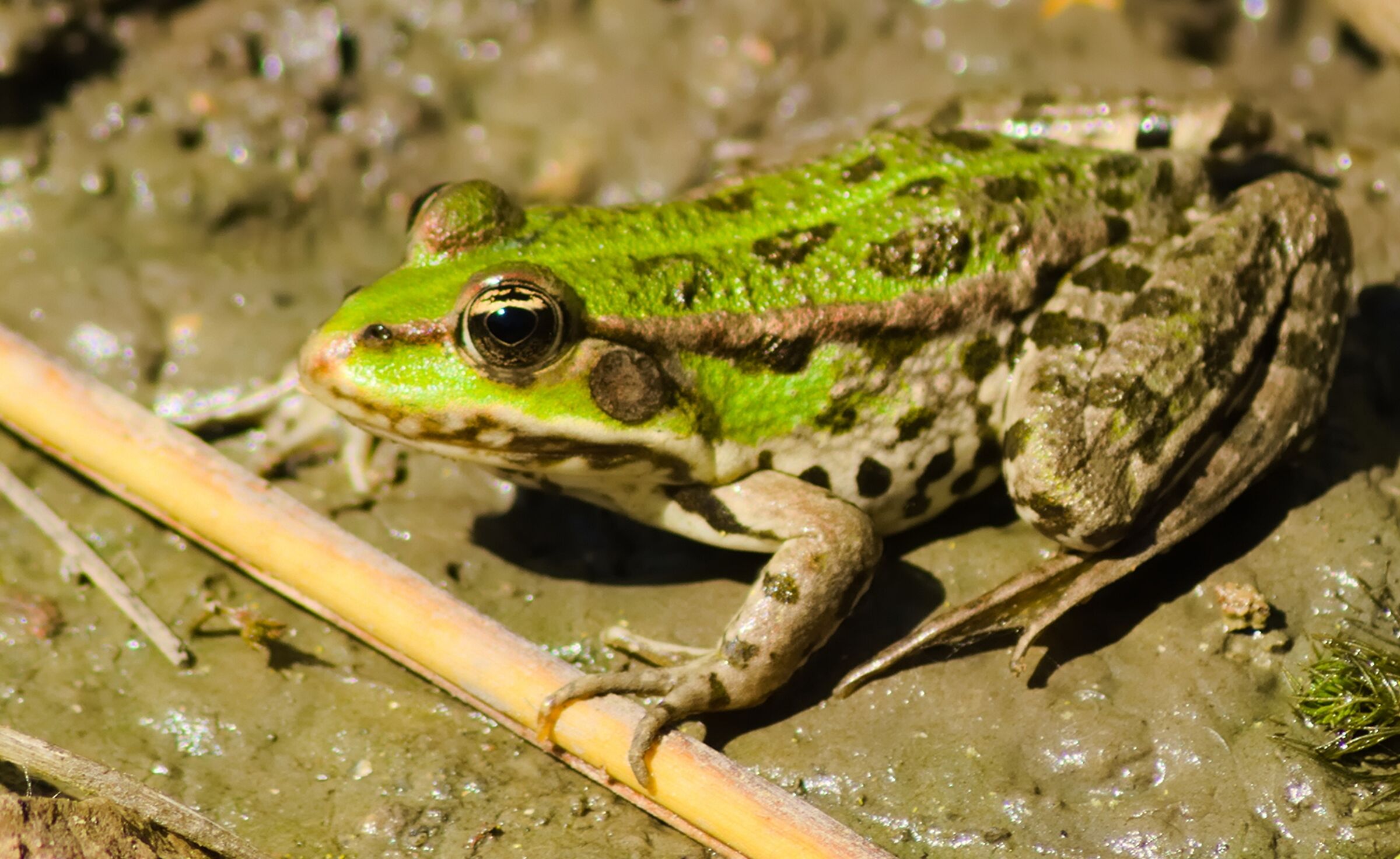 Frog - Maglione verde