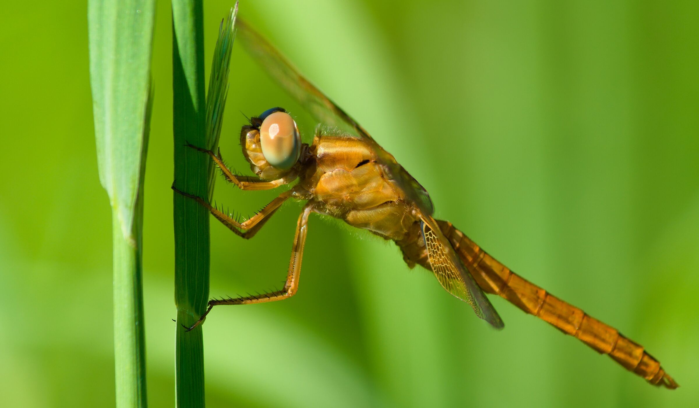 libellula