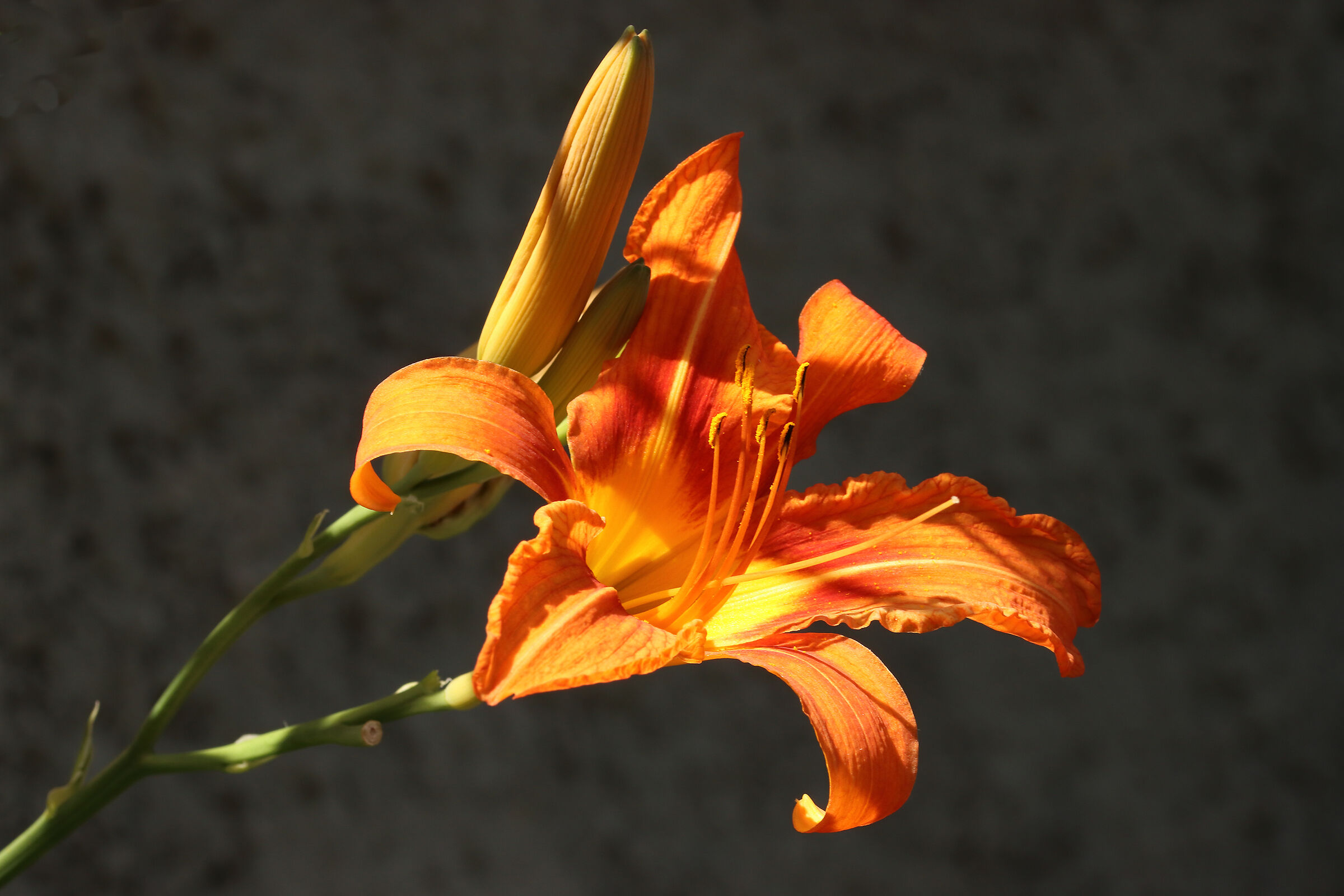 gigli arancioni del bosco