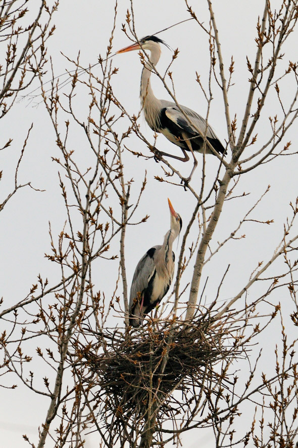 Finishing touches to the nest 01