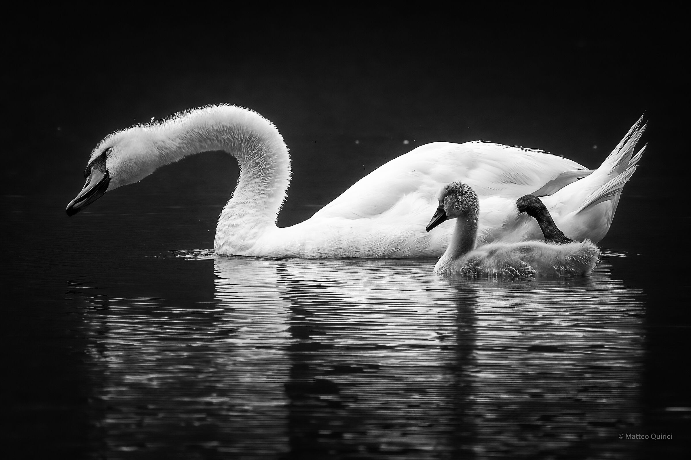 Mom Swan and Baby
