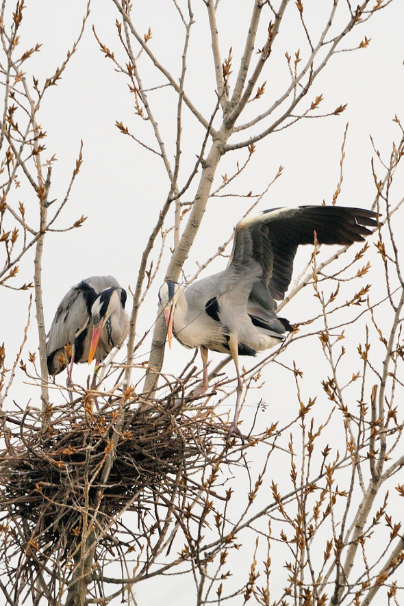 Ultimi ritocchi al nido 05