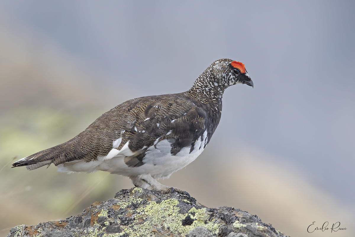 ptarmigan