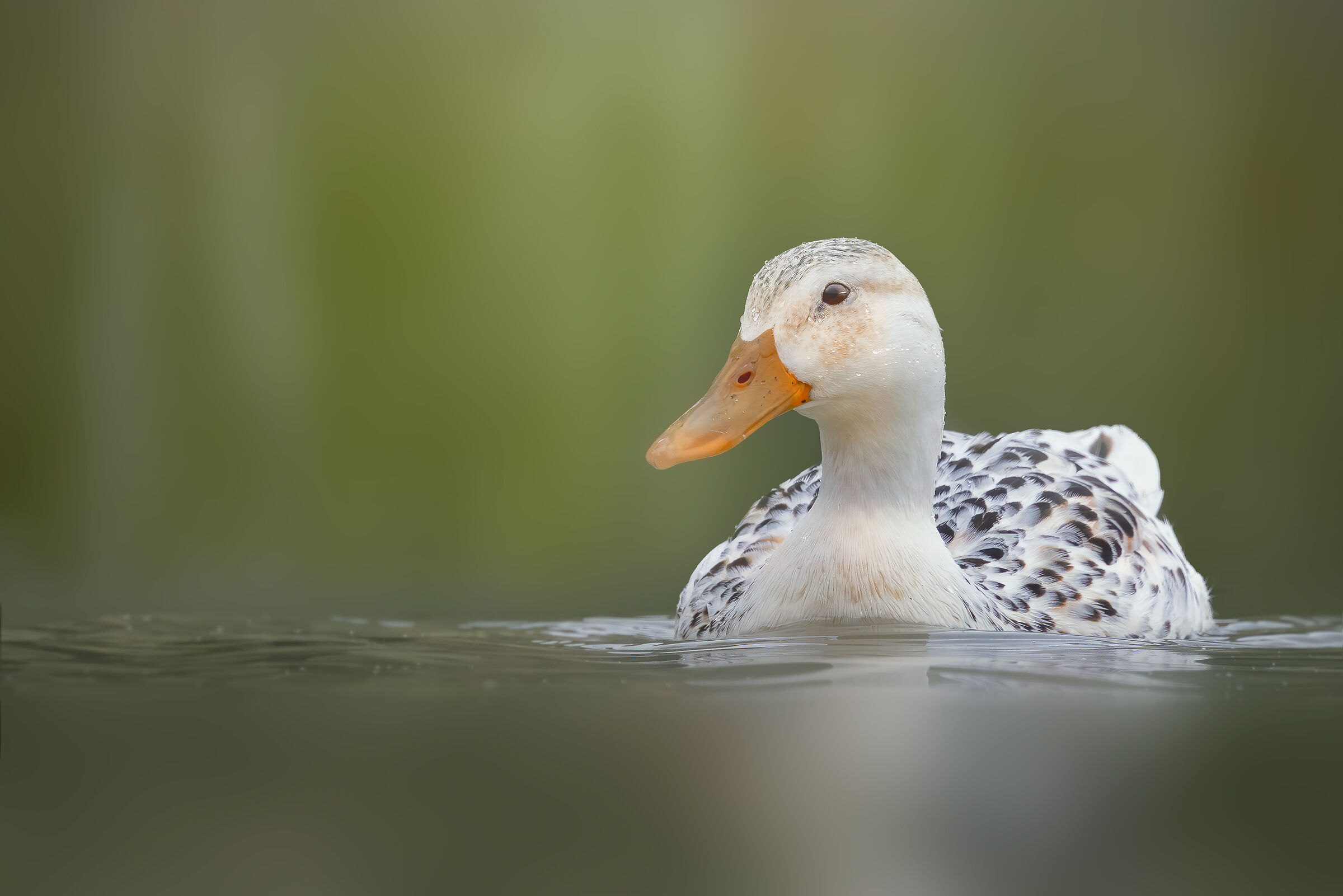 Germano reale albino