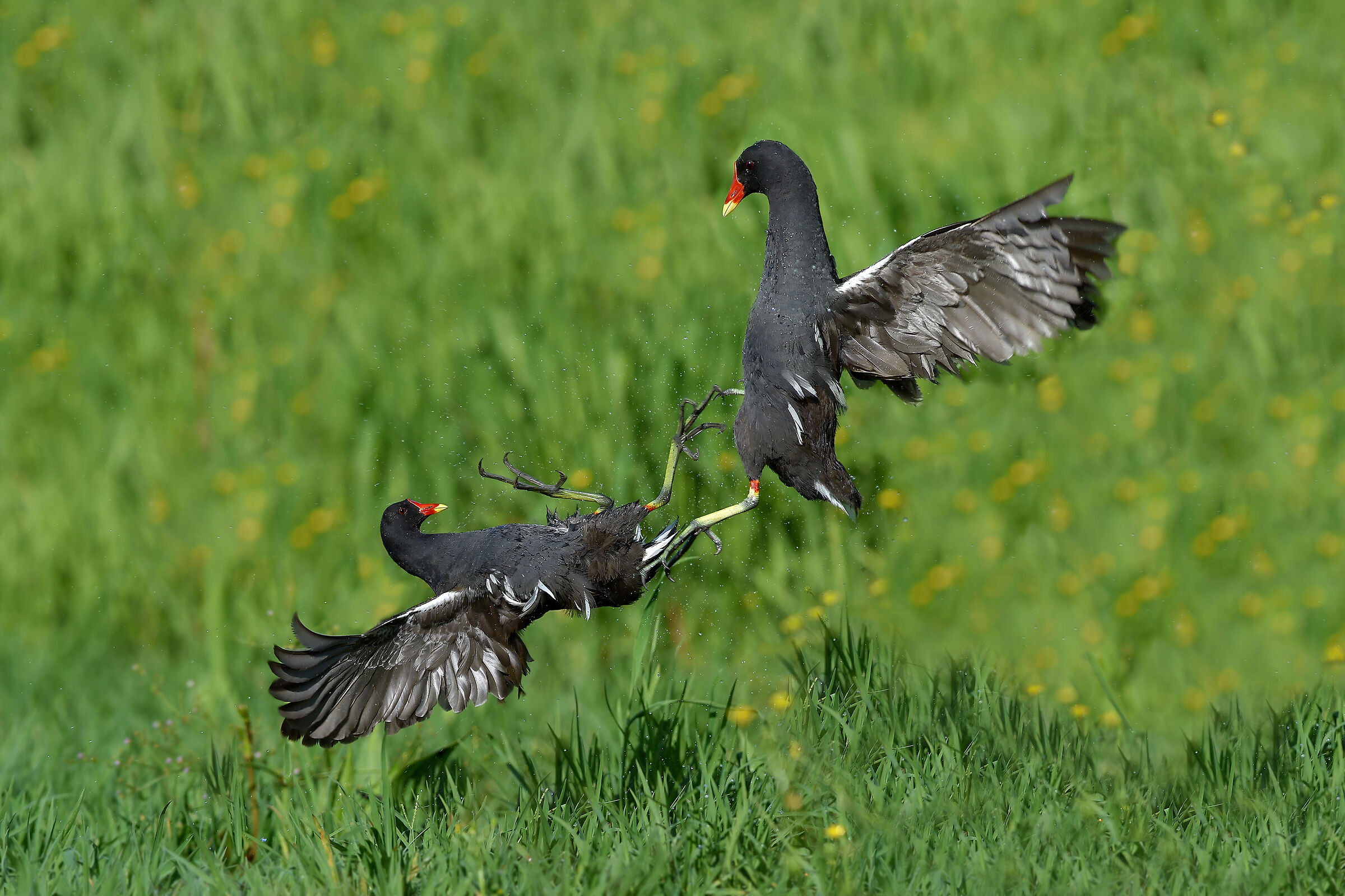 Storie di piume  3   (Gallinella d'acqua)